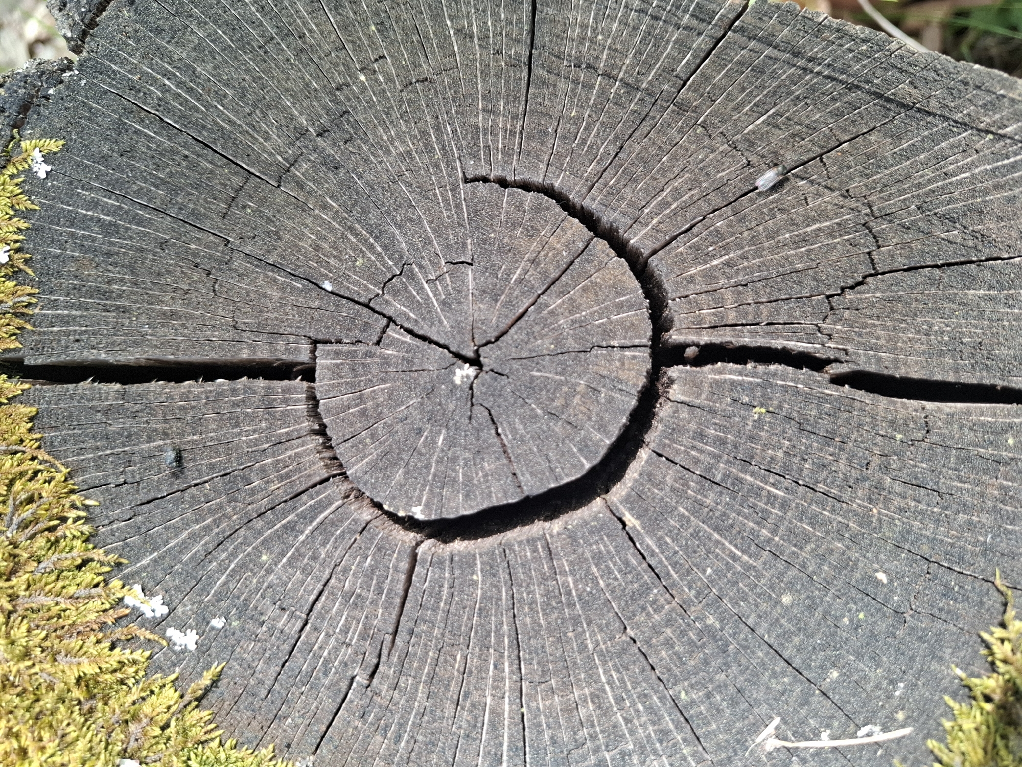 The image shows a close-up of a tree stump. The stump is gray and weathered with radial cracks emanating from the center. A semi-circular cavity exists roughly in the center of the stump, formed by a ring of decay or removal. Patches of green moss are visible along the lower left edge. The location is Khlevnoye, Russia.