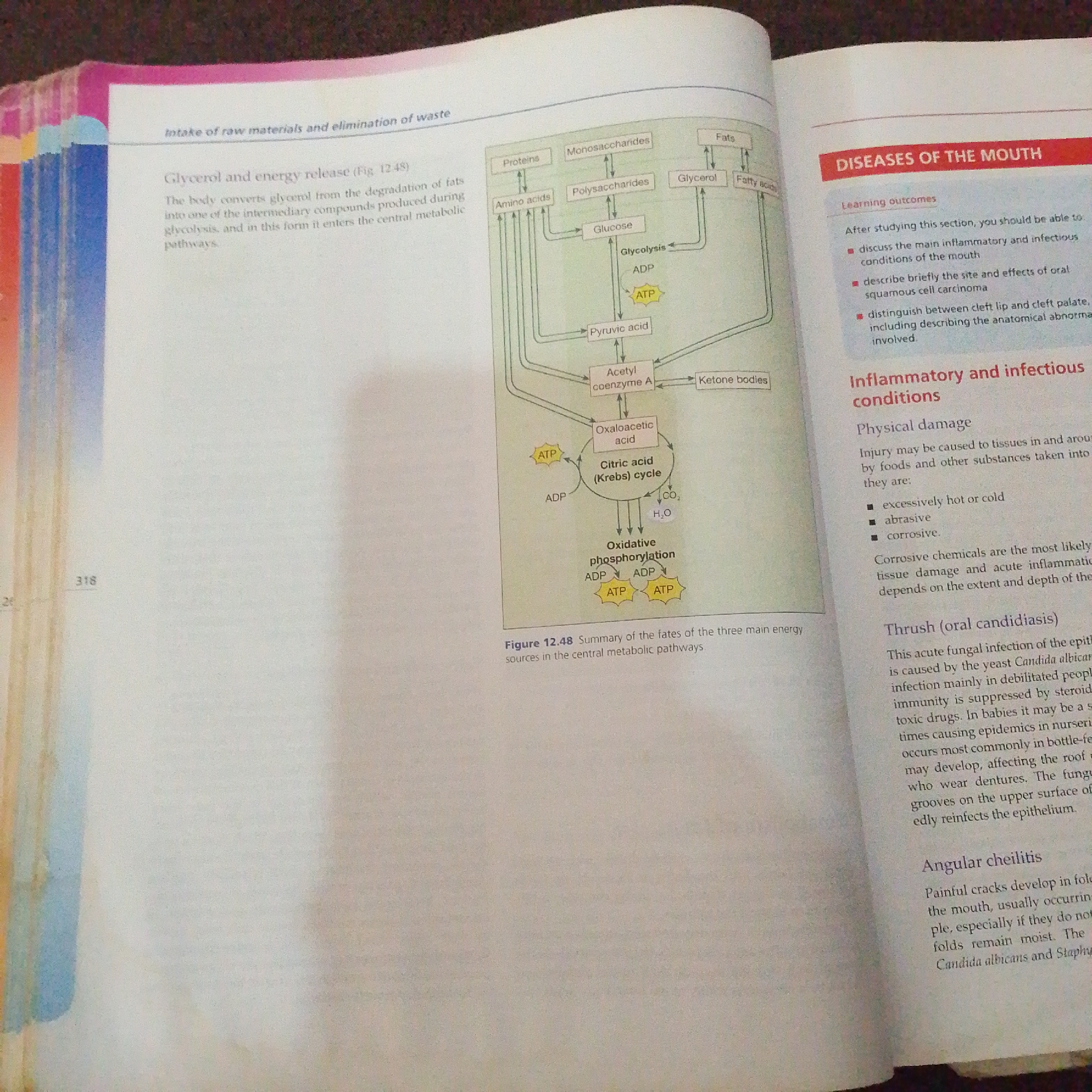 This media file contains a photograph of an open textbook, showing two pages. The left page features a diagram illustrating the metabolic pathways of glycerol, fats, proteins, and carbohydrates, with labels like "Glucose," "Pyruvic acid," "Acetyl coenzyme A," and "Citric acid (Krebs) cycle." It also includes text about "Glycerol and energy release." The right page discusses "DISEASES OF THE MOUTH," with sections on "Learning outcomes," "Inflammatory and infectious conditions," "Physical damage," and specific conditions like "Thrush (oral candidiasis)" and "Angular cheilitis." There are also page numbers "26" and "318" visible. The scene is a close-up of the book, with the spine and colorful page edges on the left side. The lighting suggests an indoor setting. No people, objects, or specific location cues other than the text content are visible.