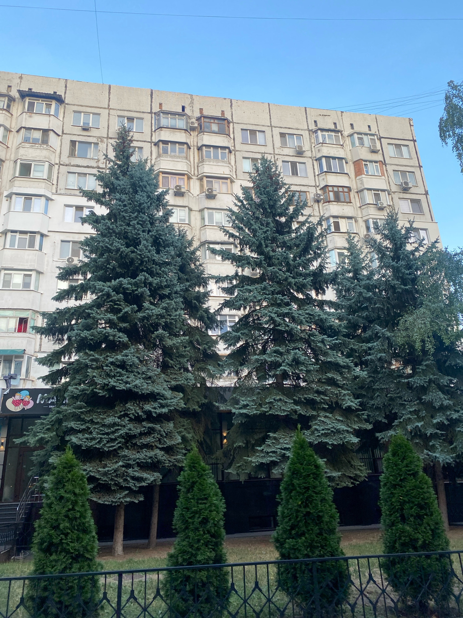 The image depicts a light-colored, multi-story apartment building with numerous windows and air conditioning units. In front of the building are several large evergreen trees, appearing to be blue spruce, and a row of smaller, conical evergreen trees. A black metal fence runs along the bottom of the image. To the left, a storefront with a sign featuring cartoon characters and text is visible. The scene is set against a clear blue sky, suggesting it is daytime. The architecture of the building and the style of the storefront indicate an urban setting, consistent with Chișinău, Moldova. There are no people or animals visible in the frame.