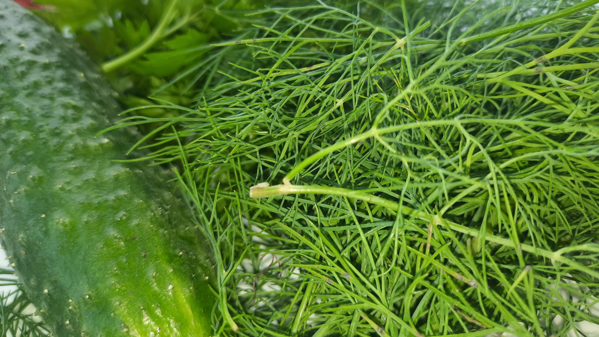 The image displays a close-up, overhead view of fresh dill and a portion of a cucumber. The dill is a vibrant green, with delicate, feathery fronds filling the majority of the frame. The cucumber, also green and textured with small bumps, is partially visible on the left side of the image. The lighting suggests an indoor setting, possibly a kitchen or a market stall. The context provided places this scene in the city of Shklov, Belarus, implying these are locally sourced ingredients.