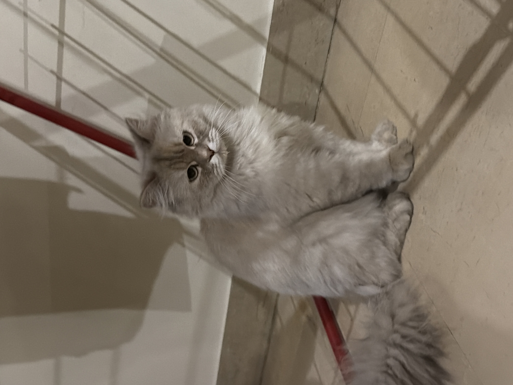 A medium shot captures a fluffy, light gray cat sitting on a tiled floor. The cat faces the camera with its head slightly tilted, displaying large, dark eyes and a slightly downturned mouth. Its fur is long and appears soft, with darker tabby markings on its forehead and around its eyes. The cat's tail, also fluffy and light gray, rests to its left.
Behind the cat, the wall is a neutral tone, with subtle shadows cast by unseen objects. A thin, red rod runs diagonally across the upper portion of the background, casting a shadow that intersects with other vertical shadows. The floor is tiled with a pattern of light brown and beige squares, and also shows some shadow patterns from what appears to be a railing or structure behind the cat.
The setting is indoors, likely a home, with the light source appearing to be from the left, creating distinct shadows. There is no information about the location being specifically in Sarouja Municipality, Syria, based solely on the visual content of the image.