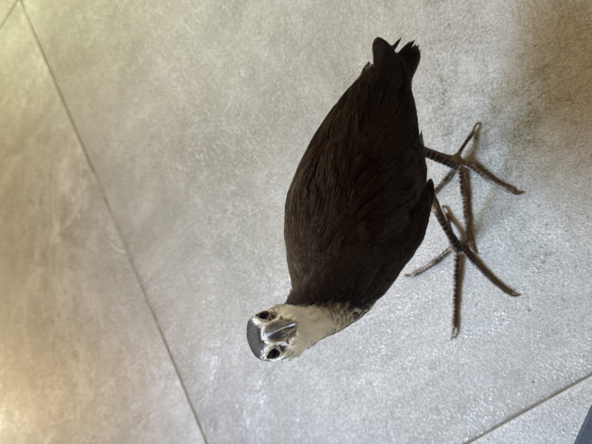 A photograph taken in Nusa Dua, Indonesia, shows a white-faced heron standing on light-colored, square-tiled flooring. The bird, viewed from above, has dark brown or black feathers on its body and wings. Its face is predominantly white with dark markings around the eyes and beak. The bird's feet, which are visible, have long, thin toes. The background is the tiled floor.
