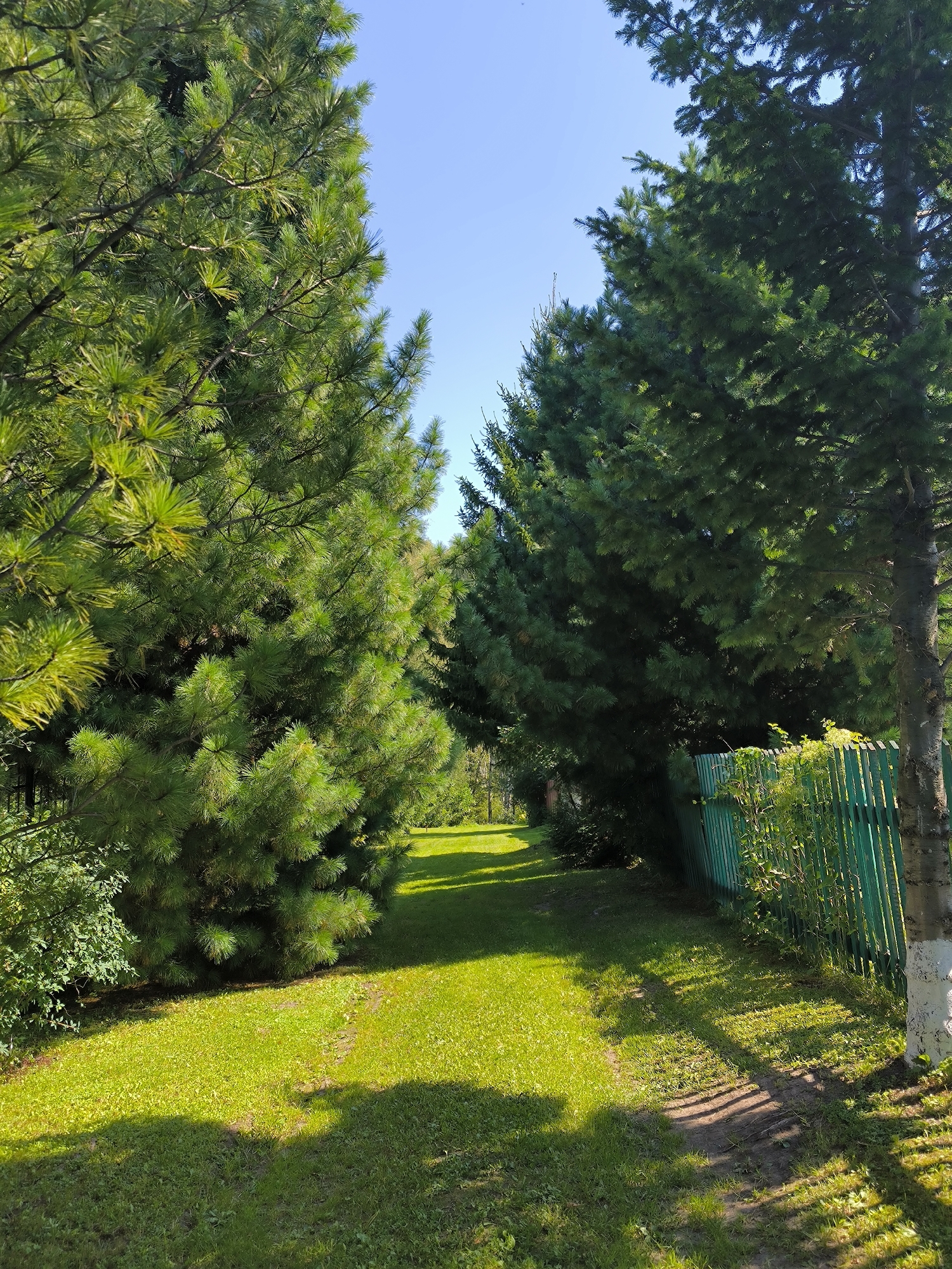 The image depicts a narrow, sunlit path winding through a garden. Lush green trees, primarily evergreens, flank the path on both sides. A green wooden fence runs along the right side of the path, partially obscured by foliage. The ground is covered in short, vibrant green grass, with scattered patches of dirt. The sky above is a clear, bright blue. The scene appears to be set in a rural or suburban environment, possibly a private garden or park. The presence of the fence suggests a boundary or private property. The sunlight casts distinct shadows of the trees and fence onto the grass, indicating a bright, sunny day. The overall impression is one of a tranquil and well-maintained outdoor space.