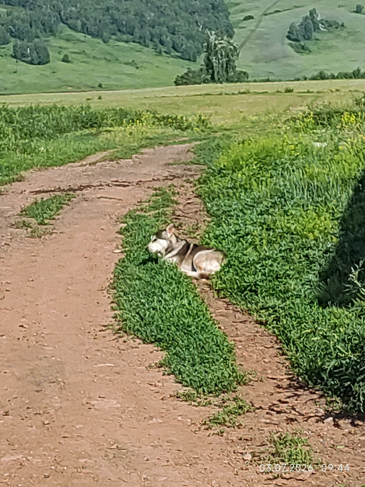 A Siberian husky is lying down on a dirt road in a grassy area. The dog is facing to the right, with its head resting on its paws. The dog's fur is a mix of gray, white, and black. The road is brown and dusty, and the grass is green and lush. In the background, there are rolling hills covered in trees and fields. The sky is blue and clear. The timestamp on the image reads "03.07.2026 09:44". The location is Konovalovo, Russia.