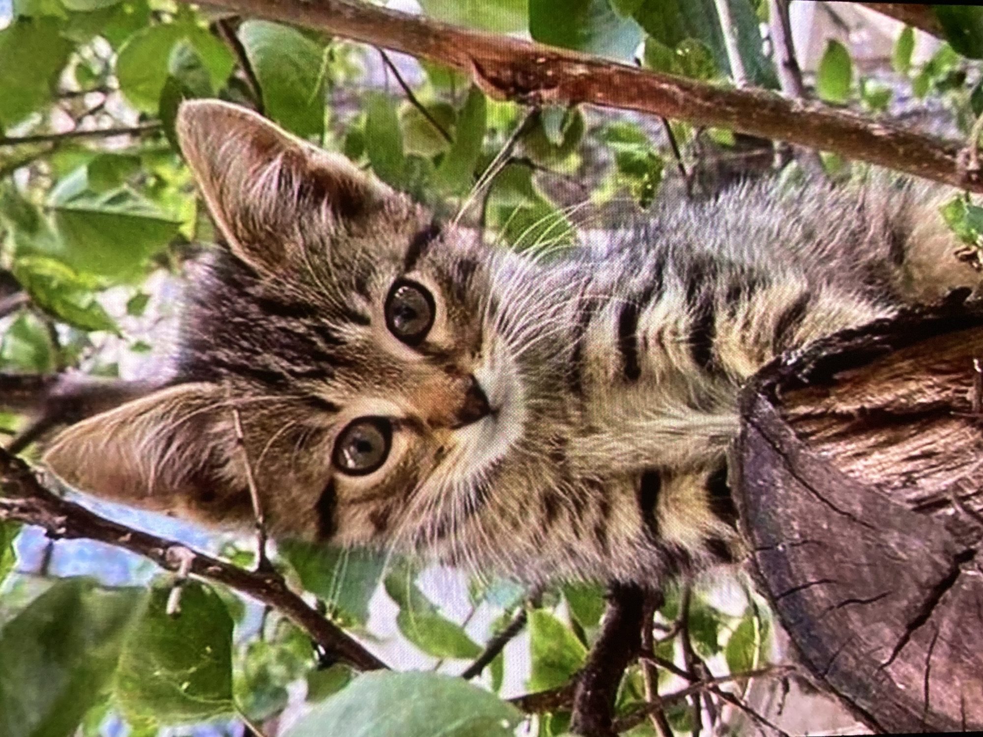 An adorable tabby kitten with large, curious eyes is perched on a rough, textured tree stump, partially surrounded by lush green foliage. The kitten's fur displays a classic tabby pattern of brown and black stripes, and its pointed ears are alert, suggesting an inquisitive nature. The dappled sunlight filtering through the leaves creates a soft, natural ambiance. The overall scene evokes a sense of gentle exploration within a natural setting. The location of Ustyvytsia, Ukraine, is not discernible from the visual information provided in the image.