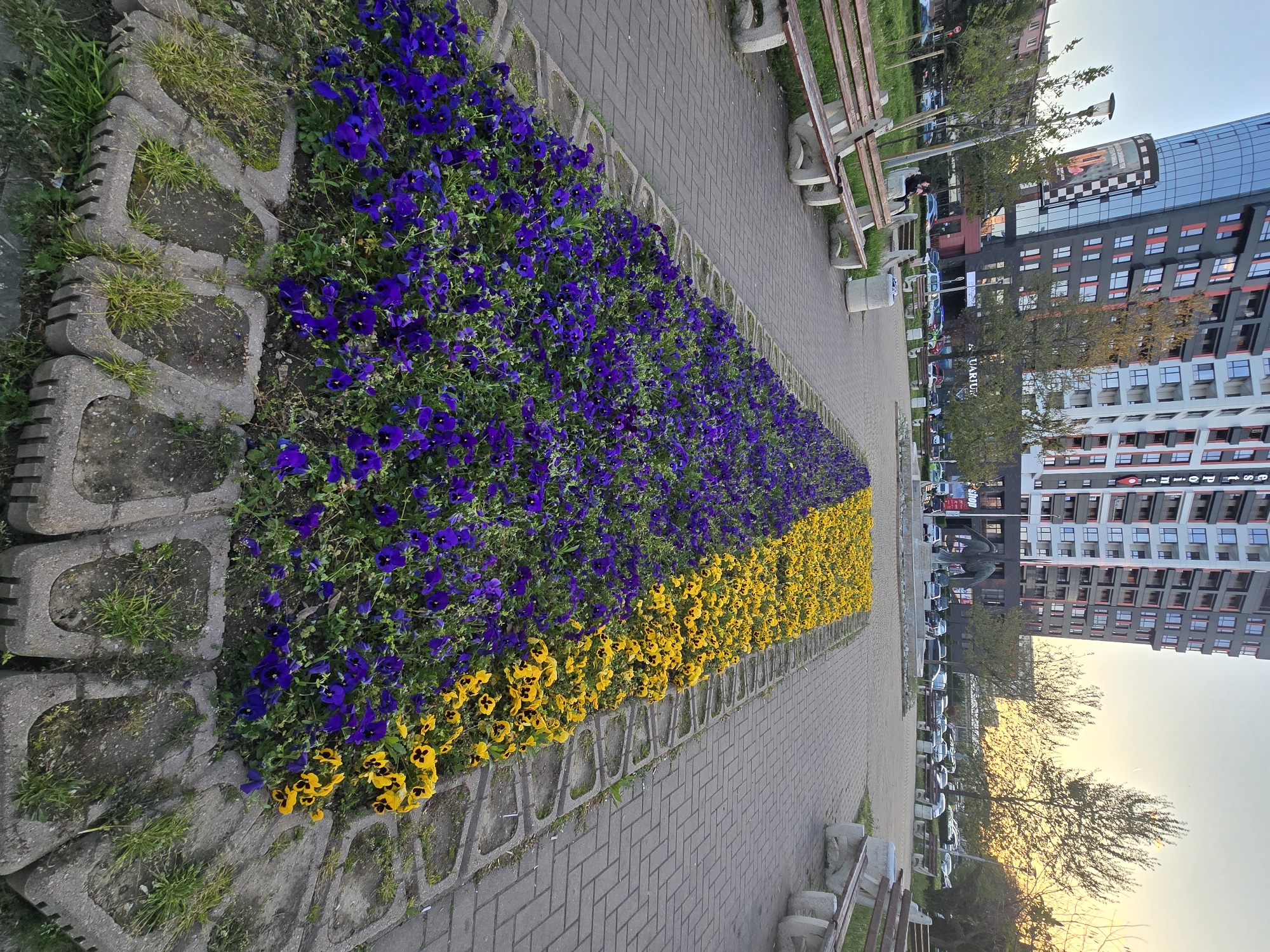 A photograph shows a city street in Unknown, Unknown, featuring a flowerbed in the colors of the Ukrainian flag (blue and yellow). The flowerbed is lined with concrete blocks and runs alongside a brick-paved sidewalk. Benches are visible along the sidewalk. In the background, a tall building and parked cars can be seen. The sky is light, suggesting either dawn or dusk.