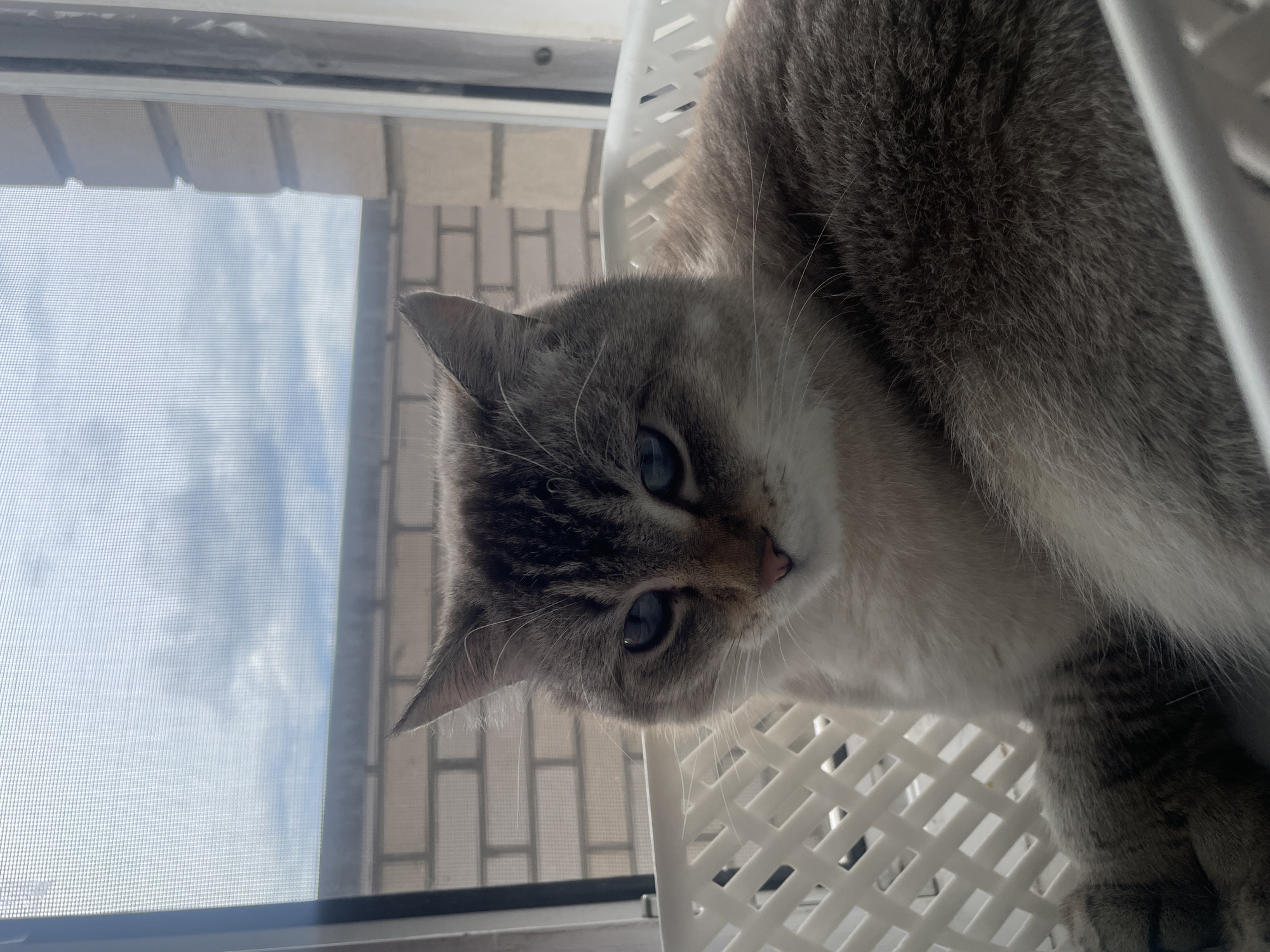 A light gray and white tabby cat with striking blue eyes is nestled in a white plastic laundry basket. The basket is positioned in front of a window with a screen, offering a view of a brick building and a cloudy sky. The cat is facing the camera, with its head tilted slightly and a somewhat serious expression. The overall lighting suggests it is daytime.