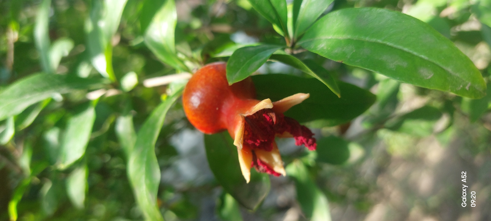 A small, immature pomegranate fruit is the central subject of this close-up photograph, set against a backdrop of lush green foliage. The fruit, a vibrant reddish-orange, is in the early stages of development, with its calyx segments still clearly visible and a hint of the red, undeveloped seeds peeking out from the bloom. The surrounding leaves are a deep green, some sharply in focus, others blurred into soft shapes, suggesting the shallow depth of field common in macro photography. The overall lighting appears natural, likely daylight, casting subtle shadows and highlighting the texture of the fruit and leaves. The lower left corner of the image displays text overlay indicating "Galaxy A52" and "09:20," which is likely a timestamp and device information from the photograph's capture. The scene is natural and organic, with no human presence or artificial elements besides the digital overlay. The environment is a garden or natural setting, possibly a park or a backyard, given the density of the foliage. No specific landmarks or indicators of Ganja City, Azerbaijan, are present in the image itself.