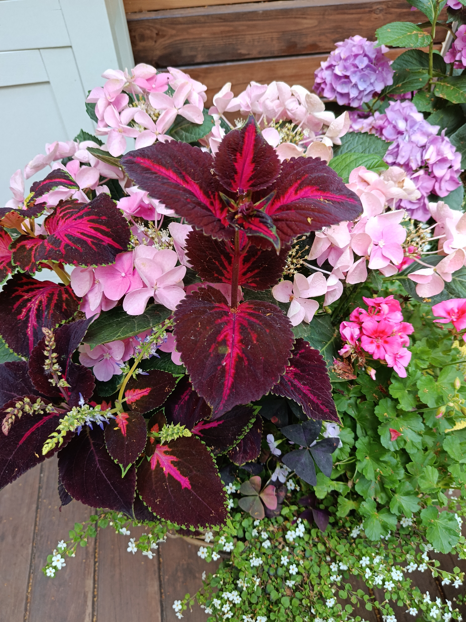 The image shows a close-up of a planter filled with various flowering plants and foliage. The planter itself is not fully visible, but appears to be made of a woven material and rests on a wooden surface, likely a deck or patio. The plants include vibrant pink and purple hydrangeas, deep burgundy and pink coleus leaves, bright pink geraniums, and a ground cover of small white flowers. The backdrop consists of a light blue vertical paneled structure on the left and a dark wooden horizontal planked surface on the right. The lighting suggests it is daytime. No people or specific city landmarks are visible.