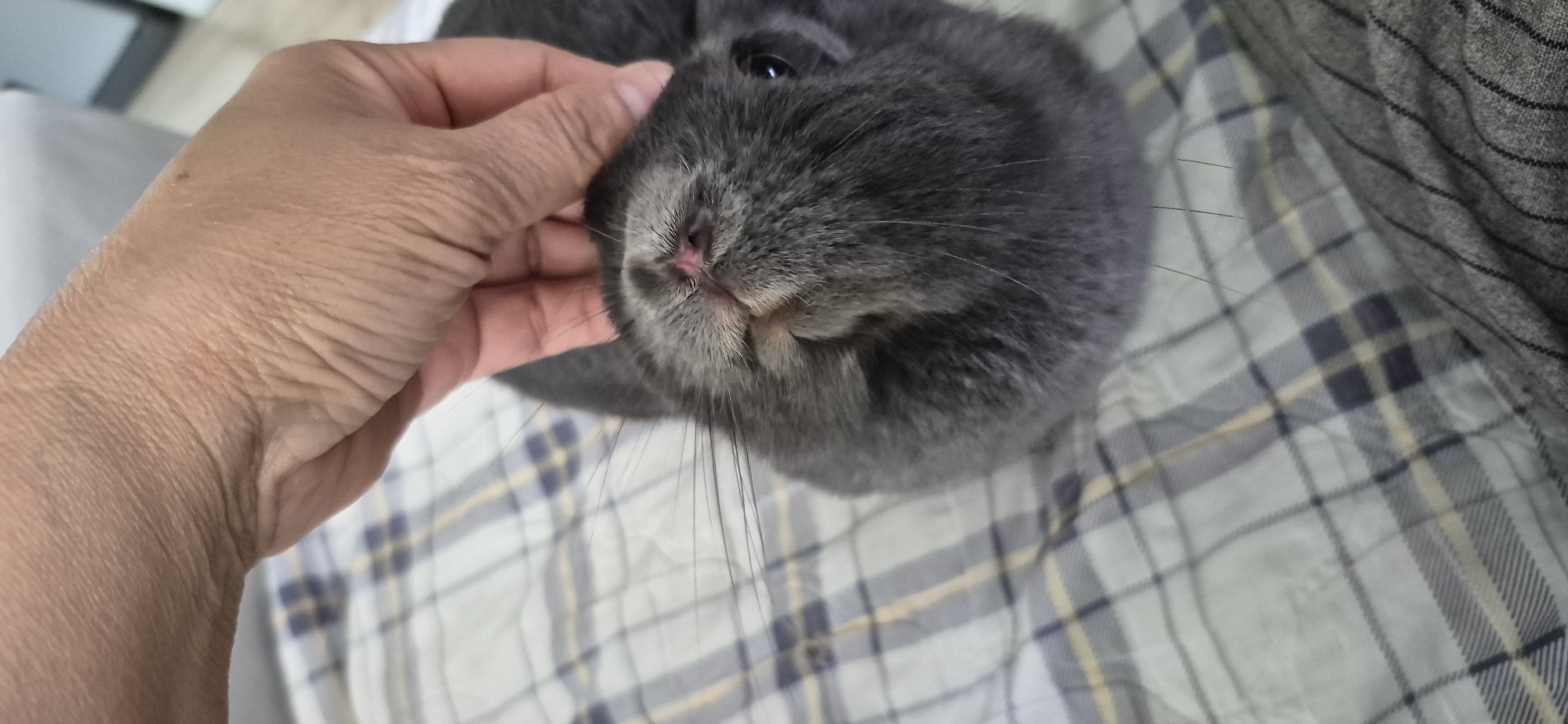 A close-up shot captures a person's hand gently stroking the head of a grey rabbit. The rabbit's face is turned upwards, revealing its pink nose and long whiskers. The background consists of a checkered blanket, suggesting an indoor setting. The image is devoid of any geographical markers that would indicate its location in Ussurijsk, Russia.