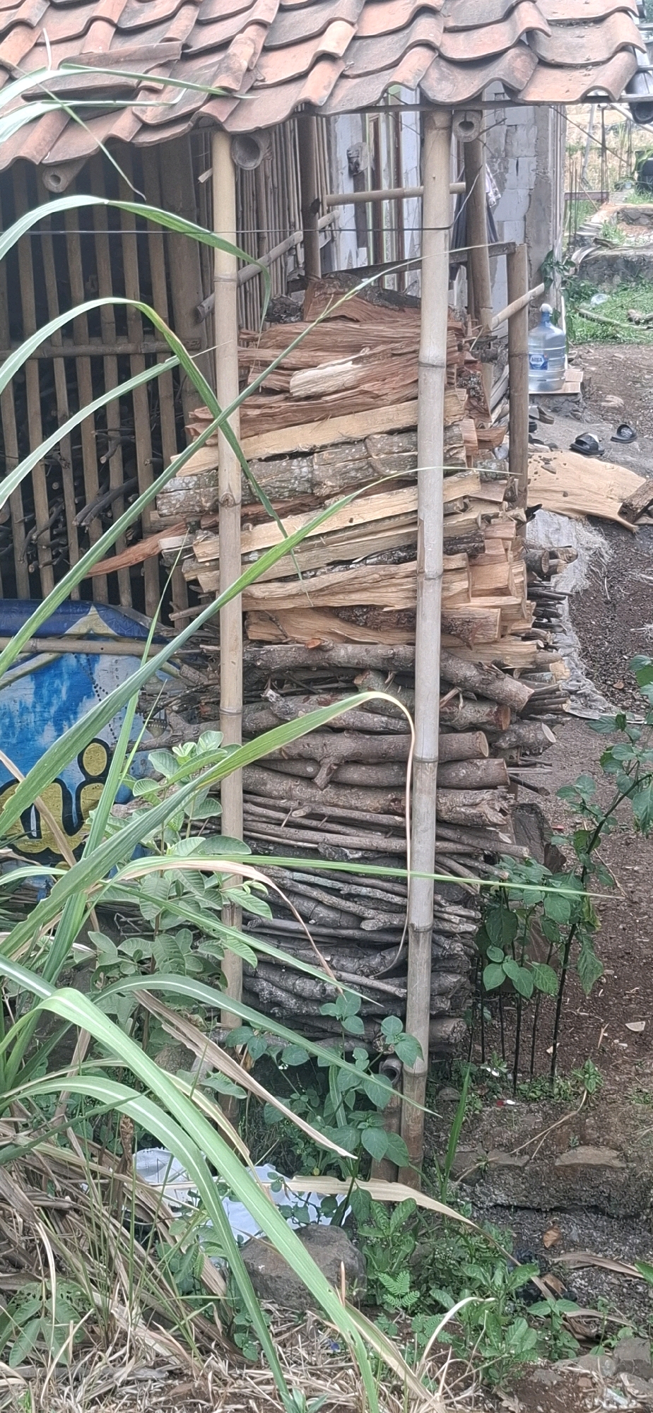 The image depicts a pile of firewood stacked against a rustic shelter with a tiled roof. The shelter appears to be constructed with bamboo and possibly other natural materials. In the foreground, tall green grass or reeds partially obscure the view of the firewood and shelter. The ground is uneven and covered with dirt, some debris, and scattered vegetation. To the right of the firewood, a large plastic water jug is visible, along with a pair of dark sandals placed on the ground. The overall scene suggests an outdoor setting, likely in a rural or semi-rural area. This context is consistent with many areas in Cianjur, Indonesia, where such shelters and firewood storage are common. There are no people visible in the image.
