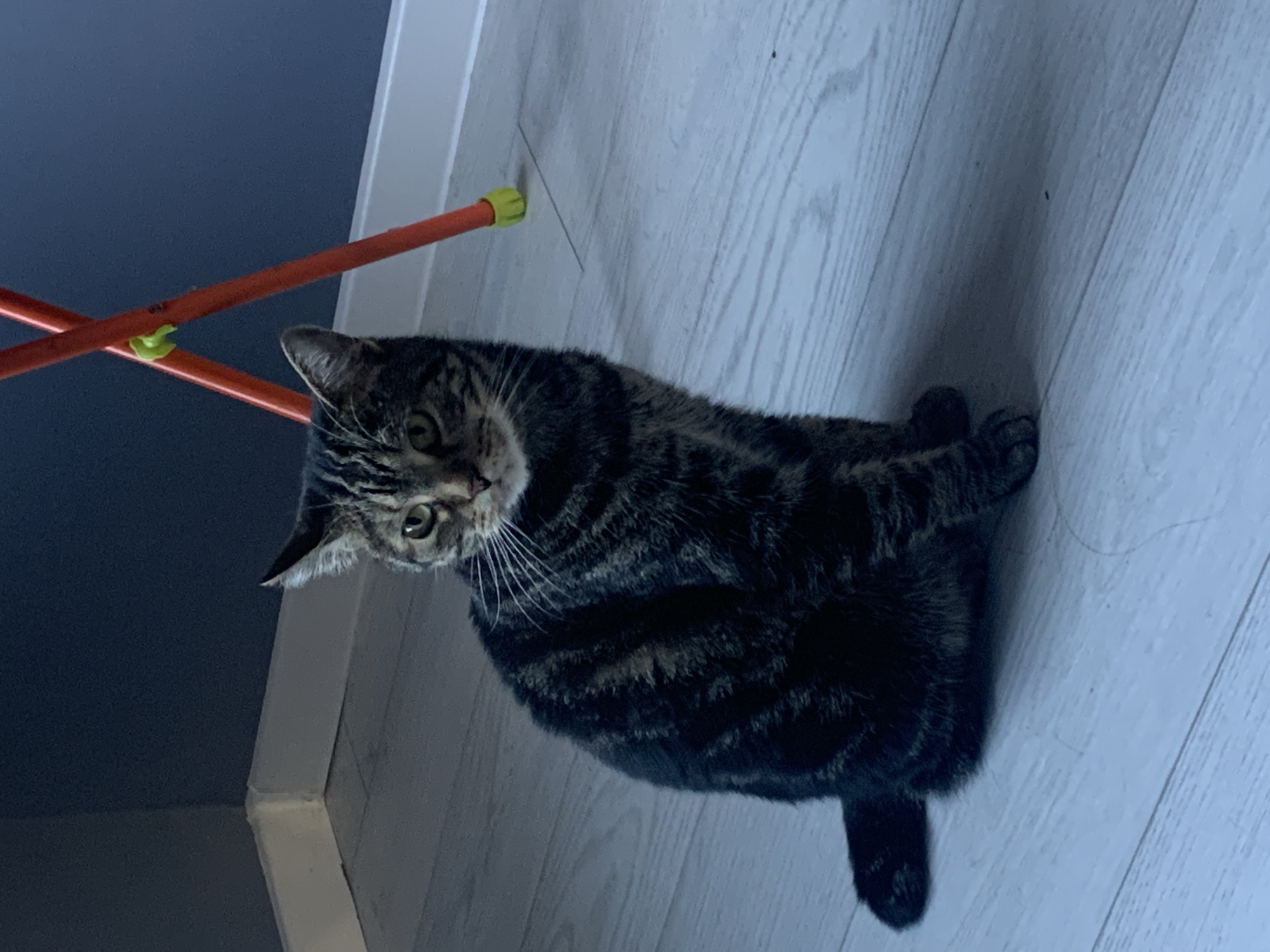 A tabby cat is lying on a light-colored wooden floor. The cat is facing the camera with its head tilted to the side. Its fur is striped with dark brown and black. A portion of a red toy with yellow and green plastic ends is visible in the upper left corner of the image, angled across the frame. The background is dark blue on the left and a light-colored wall on the right, suggesting an indoor setting. The lighting appears to be artificial, possibly from a room lamp, as there is a slight shadow cast by the cat. The overall mood is casual and domestic.
