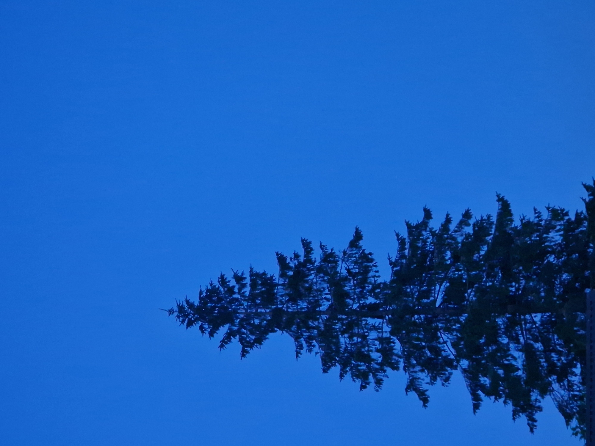 A tall evergreen tree dominates the left side of the image against a clear, deep blue sky. The tree is silhouetted, its branches and foliage appearing dark and dense. The top of the tree reaches towards the upper portion of the frame, and its base is partially obscured by what appears to be a dark, horizontal structure, possibly a fence or roofline, along the bottom edge of the image. The sky is a uniform, cloudless color, suggesting either early morning or late evening. The overall impression is one of solitude and natural simplicity. There are no people or any other identifiable objects in the scene besides the tree and the sky. The scene appears to be an outdoor shot taken during twilight or a deeply overcast day, with the blue sky being a dominant feature.