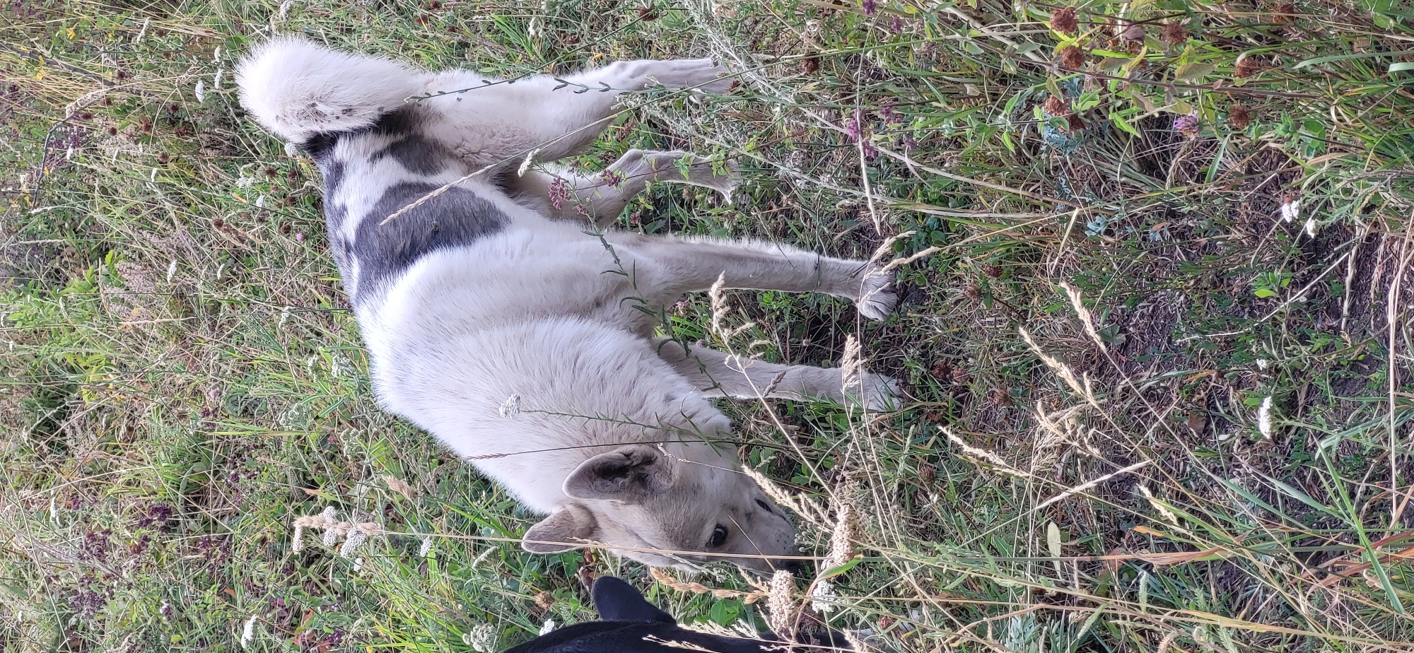 The image shows a dog standing in a grassy area. The dog is light-colored with dark gray markings on its back and tail. It is facing left and appears to be sniffing the ground. There is tall grass and some wildflowers around the dog. A small portion of a black object, possibly another animal, is visible on the left edge of the frame. The scene is outdoors, likely in a rural or park-like setting. The location is specified as Сырымбет, Kazakhstan, suggesting it is a natural environment within that region.
