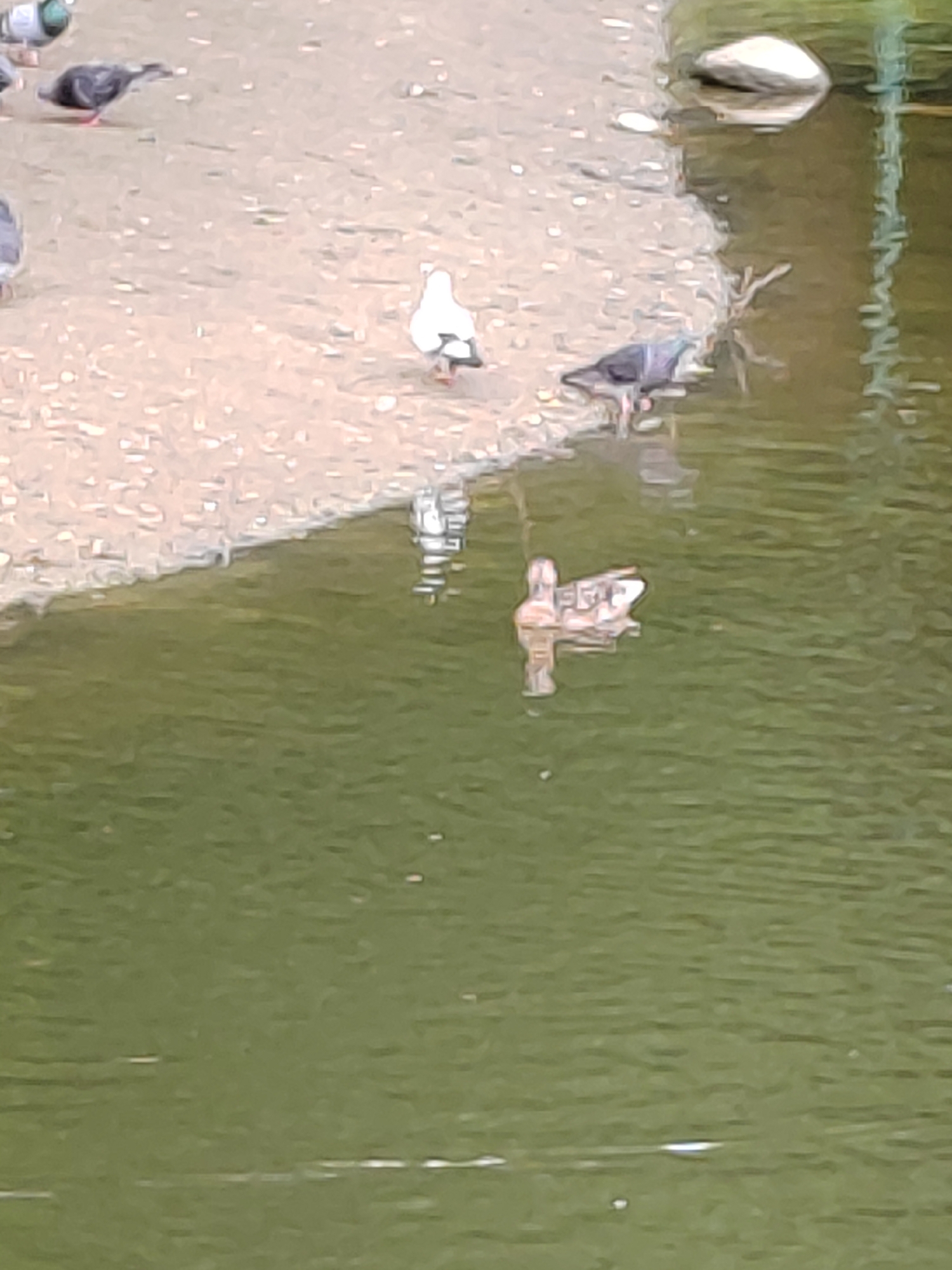 A flock of pigeons is gathered on a sandy bank next to a body of water. One white pigeon stands out from the rest. In the water, a duck swims peacefully. The scene appears to be a park or a waterfront area, possibly in the city of Brest, Belarus, given the context. The water is a murky green, and the bank is made up of sand and small pebbles. The overall impression is one of nature coexisting with urban life.