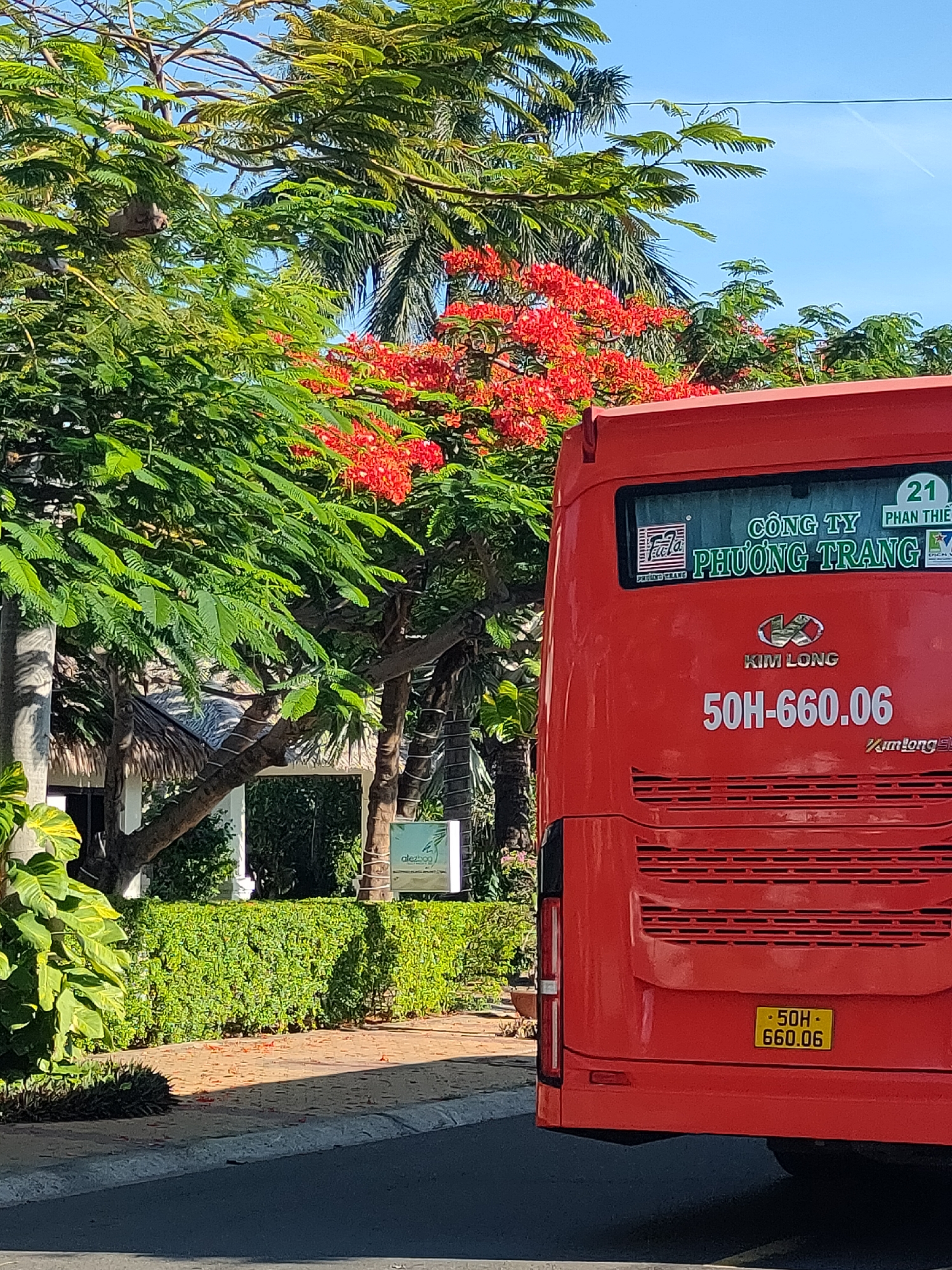 The image shows the rear of a red bus parked on a paved road, partially obscured by lush green foliage and a tree with bright red flowers. The bus has a license plate that reads "50H-660.06" and also displays text in Vietnamese characters, including "CÔNG TY PHƯƠNG TRANG" (Phuong Trang Company) and "KIM LONG". Above this, a number "21" is visible next to "PHAN THIẾT", indicating a destination or route number. In the background, a building with a thatched roof is visible through the trees, and a small green sign with white text that reads "desoog" is mounted on a pole. The scene is illuminated by bright sunlight, casting shadows on the ground and the bus. The environment suggests a warm climate, likely in Vietnam given the Vietnamese text.
