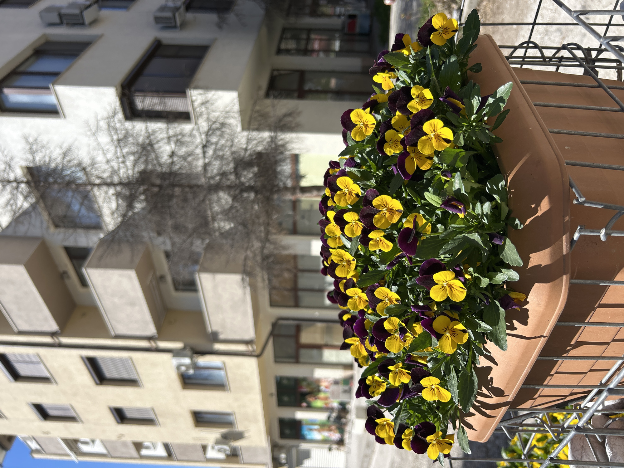 A pot of yellow and purple pansies in a brown container hangs on a silver metal railing. The background features a multi-story building with beige walls, dark-framed windows, and what appears to be air conditioning units. The image is shot during the daytime, suggesting the location might be a balcony or window box. The bare branches of a tree are visible, indicating that the season may be late autumn or early spring. The setting might be urban, potentially in a residential area of Plovdiv, Bulgaria. No people are visible.