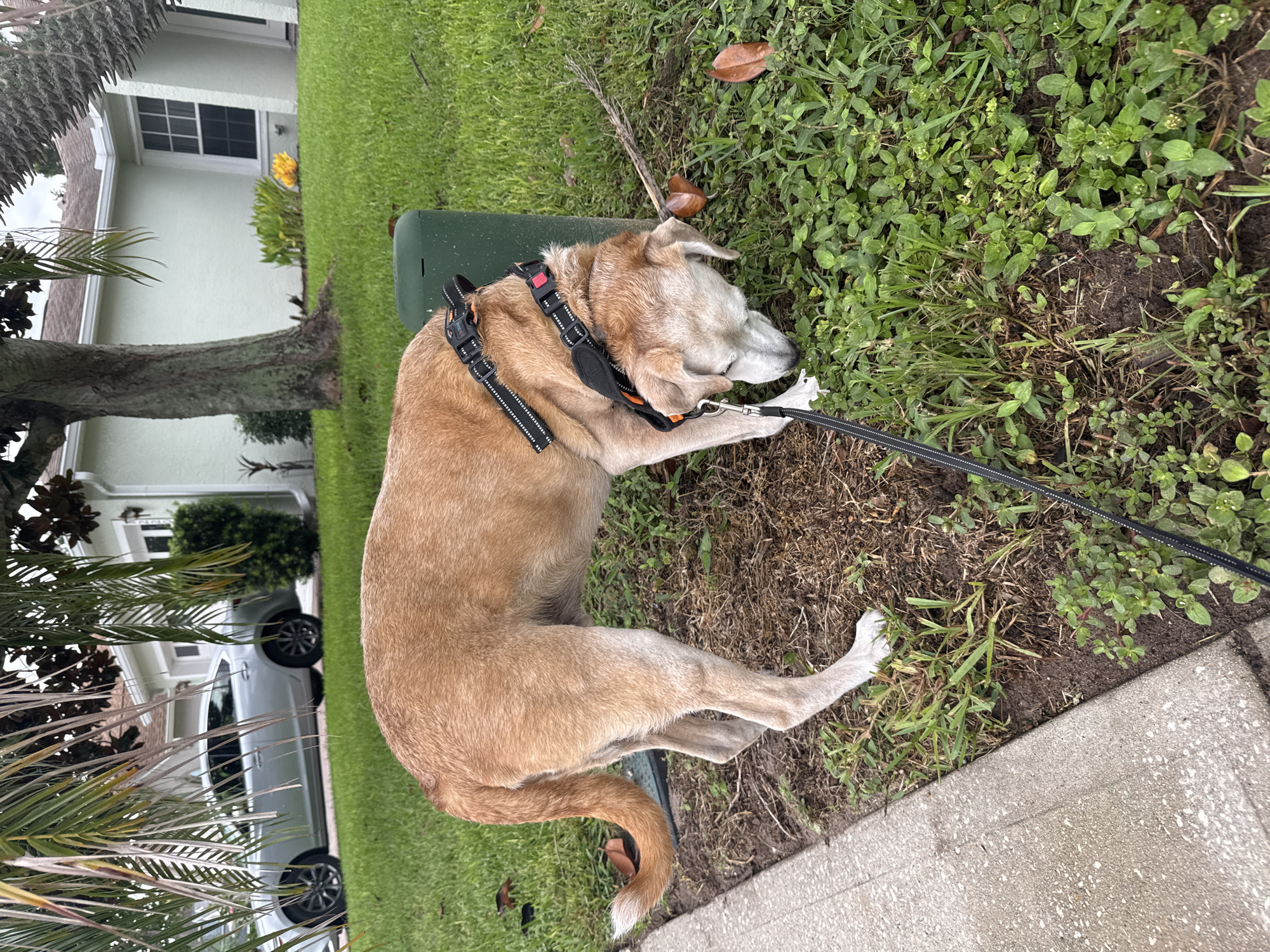 A tan-colored dog with a black and orange harness is sniffing the ground next to a sidewalk in the Viera, United States of America. The dog is leashed, and the leash extends out of frame to the lower right. Behind the dog is a patch of grass and a green cylindrical object. In the background, a light-colored house with white trim and windows is visible, with a silver car parked in the driveway. Palm trees and other greenery surround the house and yard. The ground appears to be a mix of grass, dirt, and fallen leaves. The lighting suggests it is daytime, possibly overcast.
