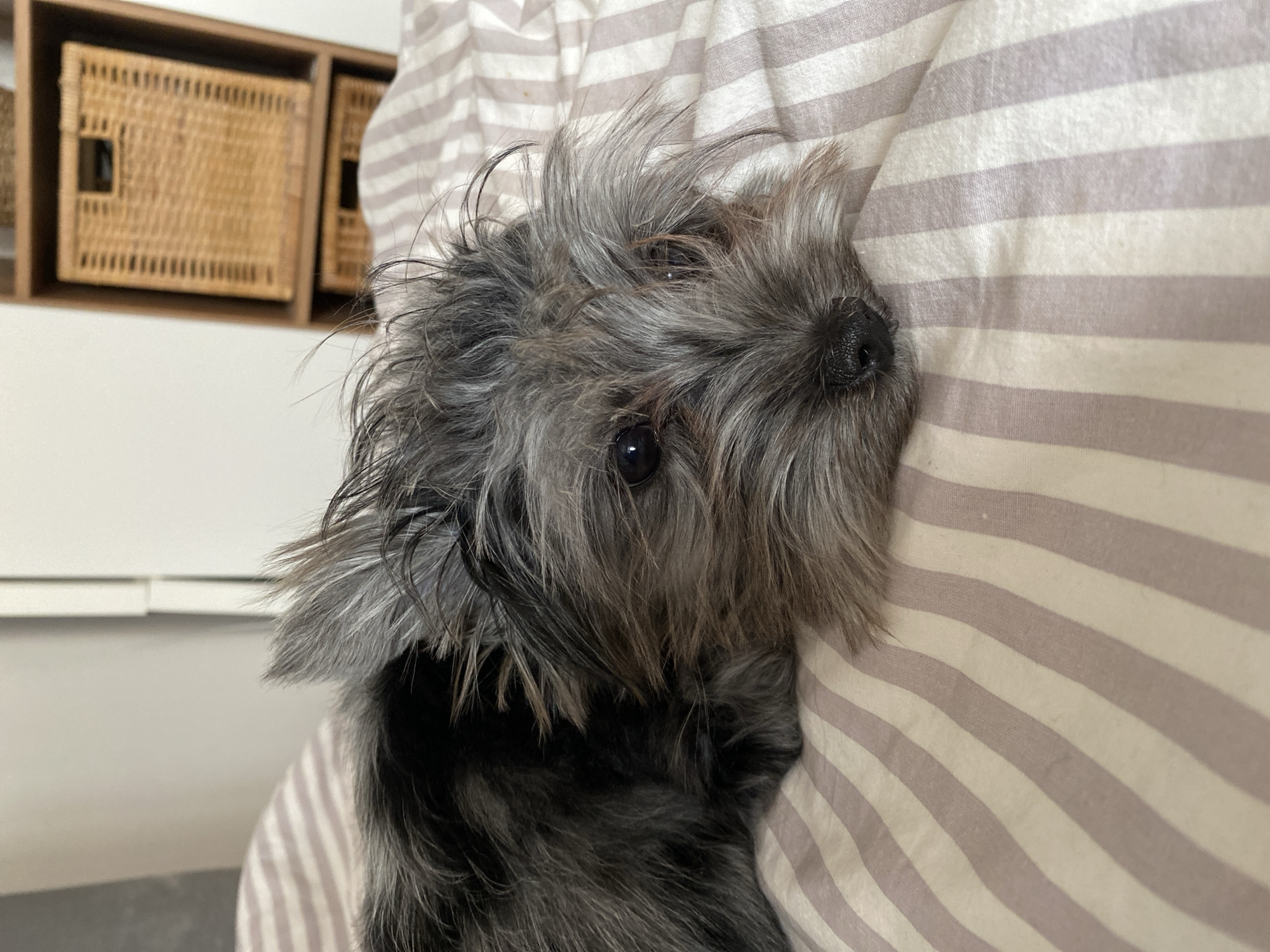 A gray, shaggy dog lies on a striped pillow, resting its head on the fabric. The dog's eyes are open and visible, and its nose is black. Part of a set of wicker baskets on a shelf is visible in the background, to the left of the dog. The location in Chaikovsky, Russia, is not apparent from the image.