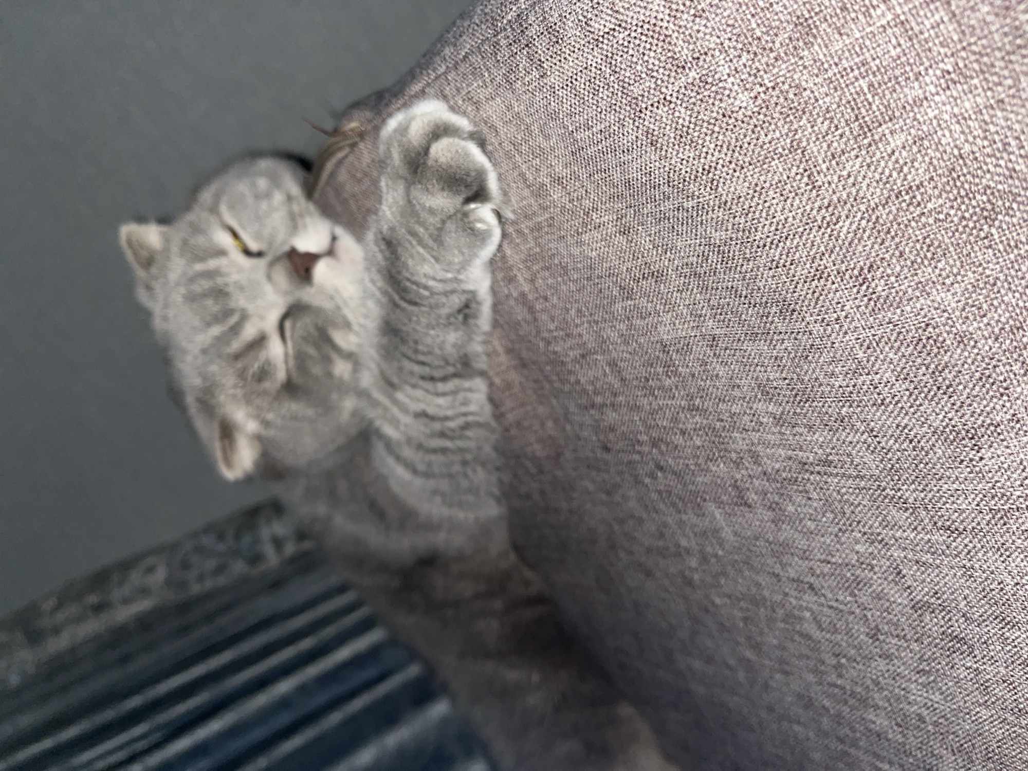 A gray Scottish Fold cat is clinging to a gray textured couch. The cat has its eyes closed and appears to be sleeping. The location is not specified in the given information.