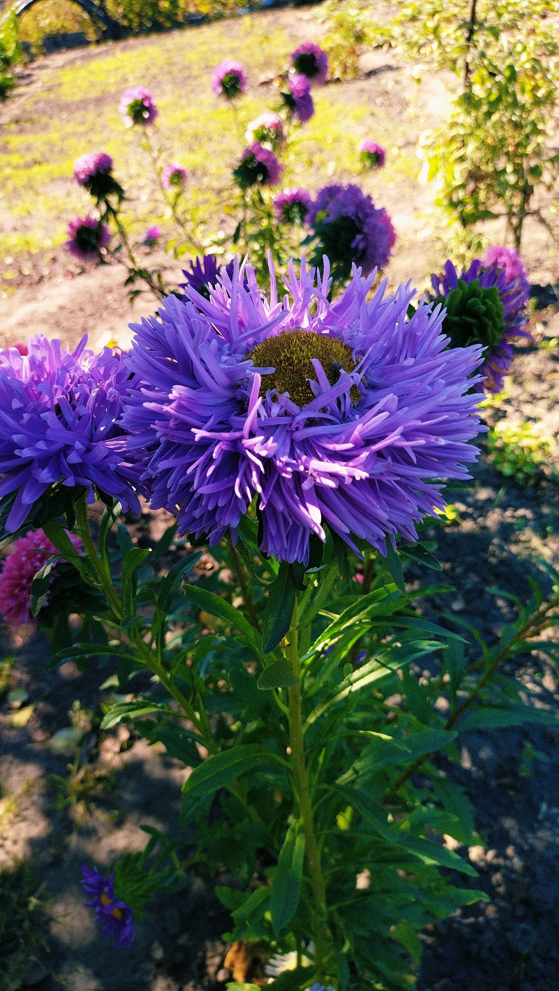 This is a close-up, low-angle outdoor photograph of a cluster of purple aster flowers in bloom. The foreground is dominated by two large, fully opened aster flowers, showcasing their intricate, spiky petals and yellow centers. A bee is visible on the right-most flower. The flowers are supported by thick, green stems and lush green leaves. In the background, more aster flowers and foliage are visible, some in focus and others blurred, suggesting a garden setting. The ground appears to be soil and sparse grass, with dappled sunlight creating shadows. The overall impression is one of vibrant floral life in a natural or cultivated outdoor environment. The image is set in Horishni Plavni, Ukraine, though this specific location within the city is not identifiable from the visual cues alone.