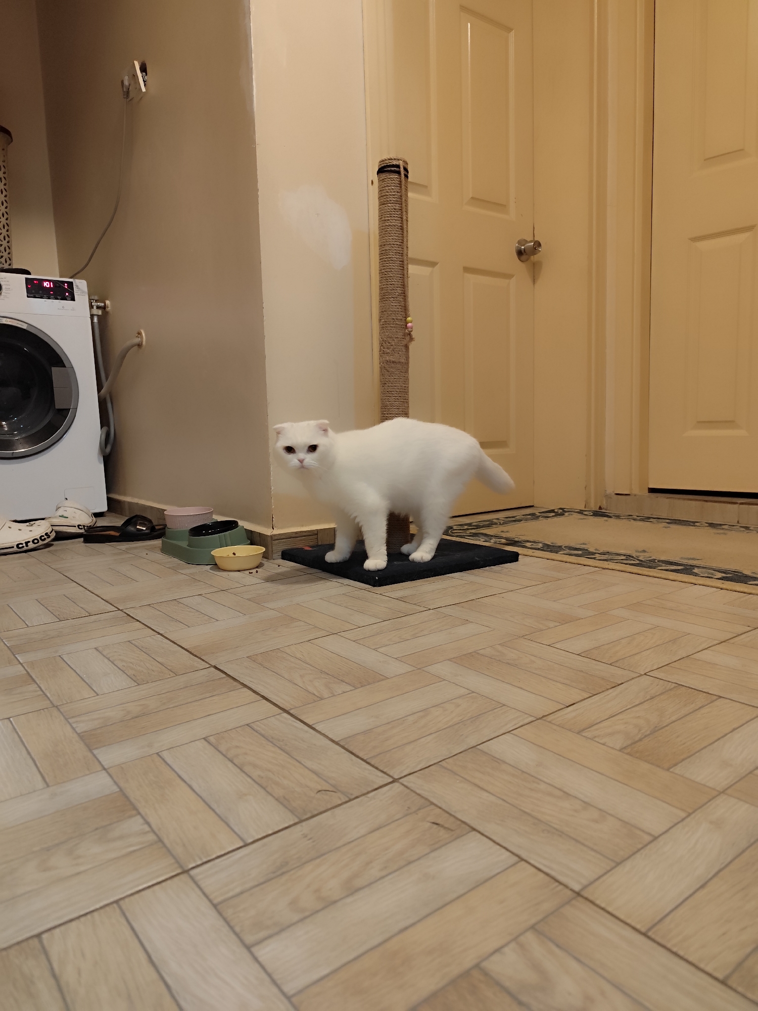A white cat stands on a black platform near a scratching post. The cat has short fur and small, folded-down ears. To the left, a washing machine sits next to bowls of cat food and Crocs sandals. The floor is covered in light brown tiles arranged in a herringbone pattern. A light-colored door is in the background. The scene suggests an interior space, possibly in Sarıyer, Turkey.