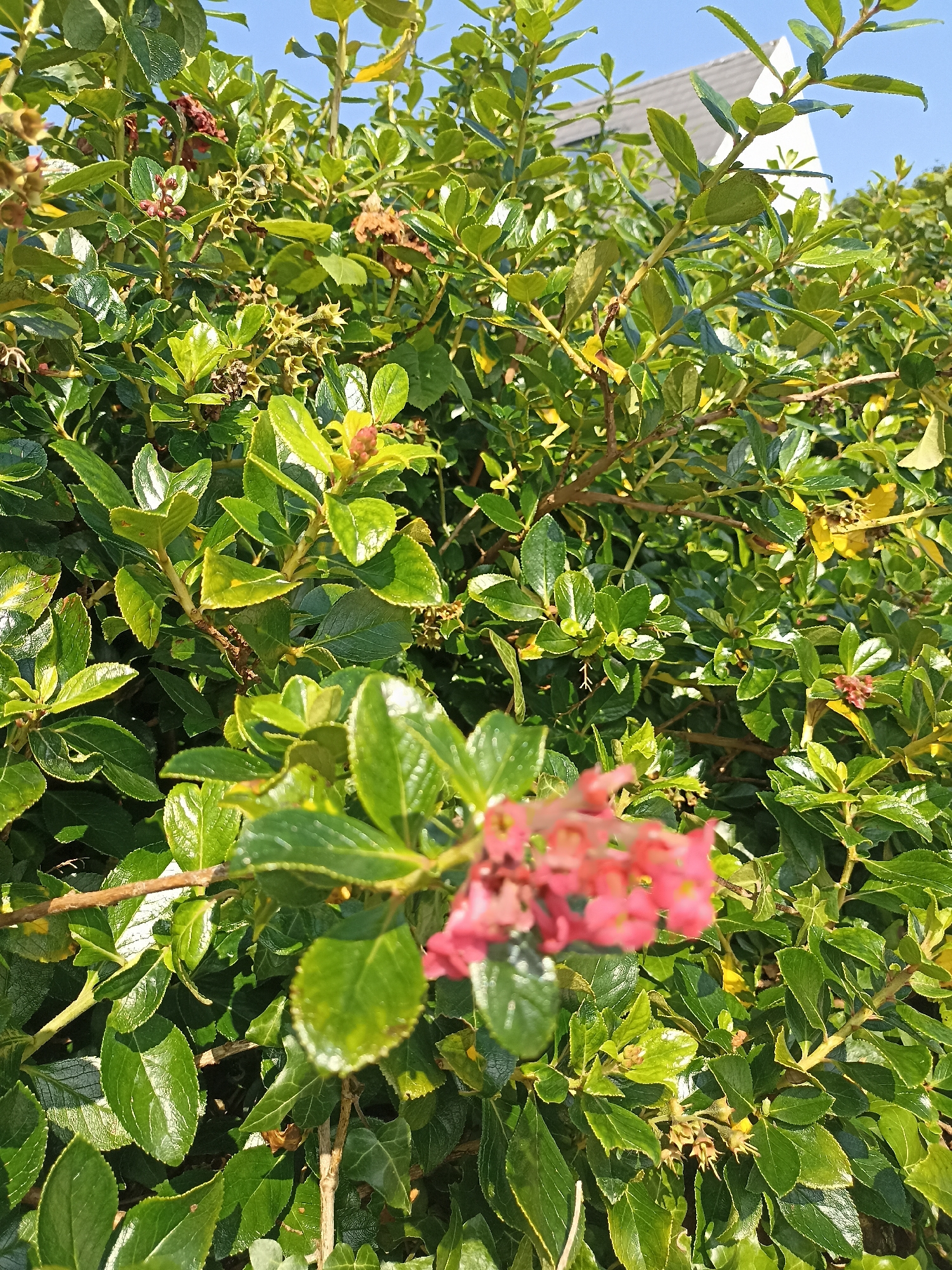 This is a close-up, eye-level, outdoor photograph of a dense, green shrub with some small pink flowers. The shrub occupies the majority of the frame, with its glossy, oval-shaped leaves and thin branches filling the scene. In the upper right portion of the image, a portion of a white-roofed building is visible, suggesting an urban or suburban environment. The sky above is a clear blue. The photograph was taken in Annagry, Ireland.