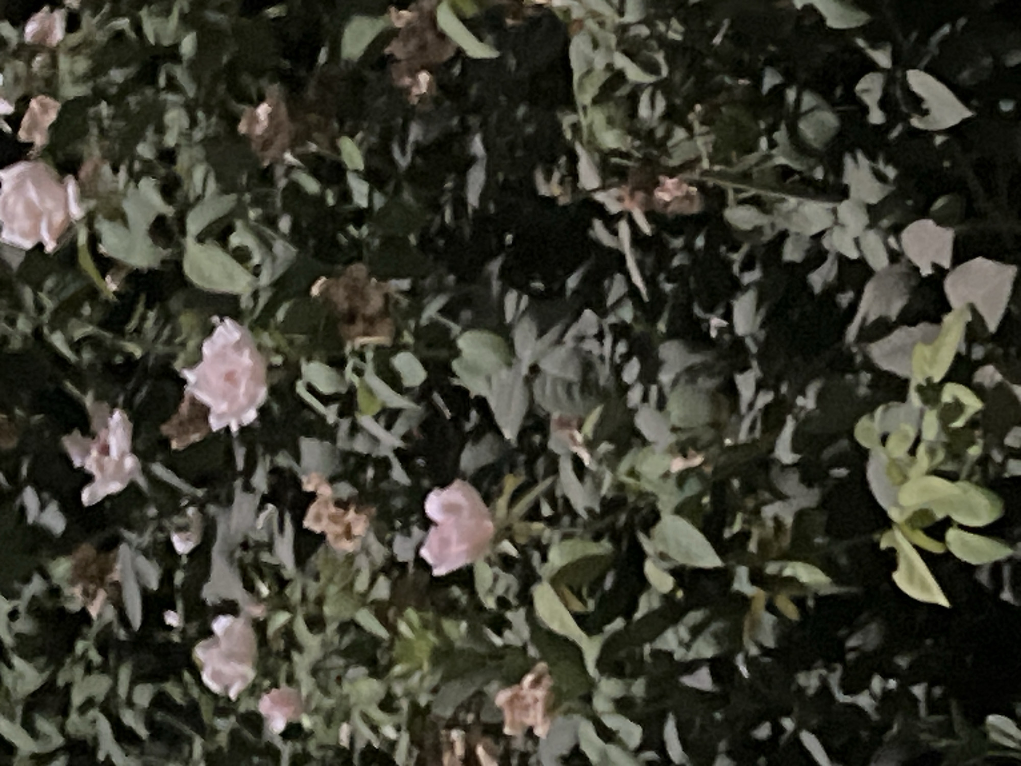 A close-up, slightly blurry, vertical shot of a dense bush with pale pink roses. The roses are in various stages of bloom, with some fully open and others still buds. The petals of the roses are delicate and appear to have a soft texture. The leaves of the bush are dark green and abundant, creating a lush backdrop for the flowers. Some of the roses are partially obscured by the foliage, adding depth to the image. The lighting is dim, suggesting it might be dusk or early morning, or the bush is in a shaded area. The overall impression is one of natural beauty and tranquility.