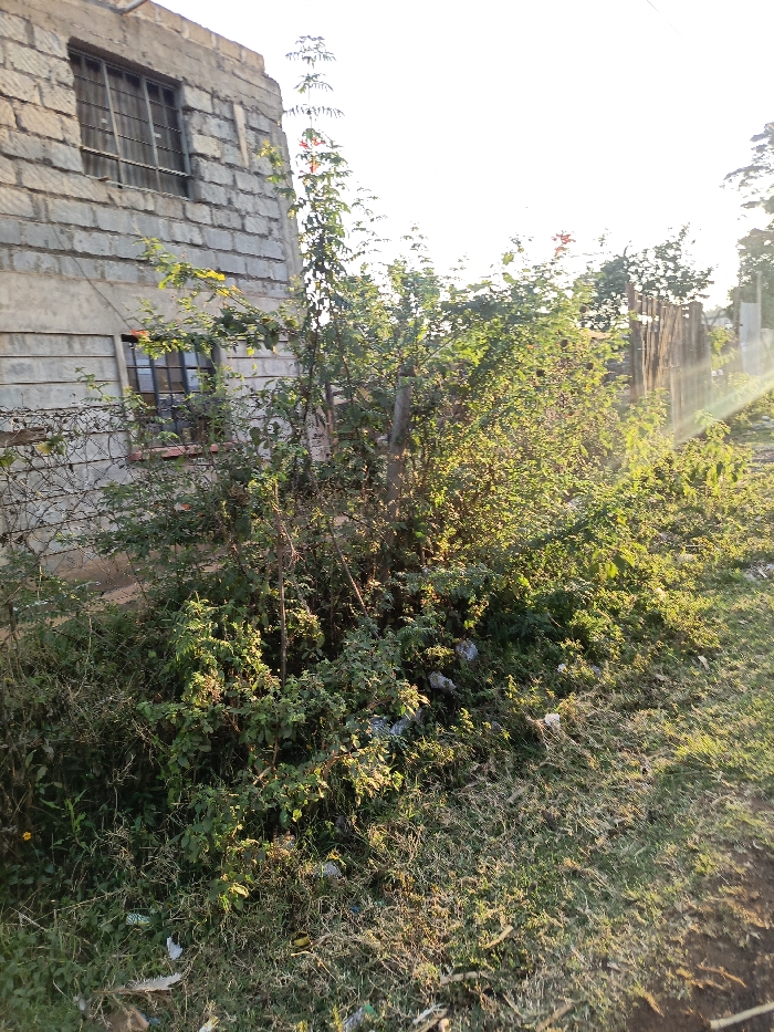 The image depicts an outdoor scene in Ewuaso Oonkidong'i ward, Kenya, illuminated by bright sunlight suggesting morning or late afternoon. The foreground consists of rough, unpaved ground partially covered with sparse, dry grass, green herbaceous plants, and scattered litter including plastic bags and wrappers.
In the midground, a dense area of green shrubbery and small trees dominates the center of the frame. A tall, slender plant with reddish-orange flowers extends upwards from this vegetation. Several weathered wooden posts are partially visible within and behind the foliage, suggesting a rudimentary fence or support structure.
To the left, a two-story building constructed with grey concrete blocks is present. The building's upper section appears unfinished or unmaintained, with an irregular top edge. Two windows are visible on the building's left facade: an upper window and a lower window, both featuring dark metal frames and security bars. A section of barbed wire or a similar thorny barrier runs horizontally across the lower part of the building's wall, partially obscuring the lower window.
The background to the right of the building shows more distant trees and foliage under a bright, clear sky. No individuals are present in the scene.