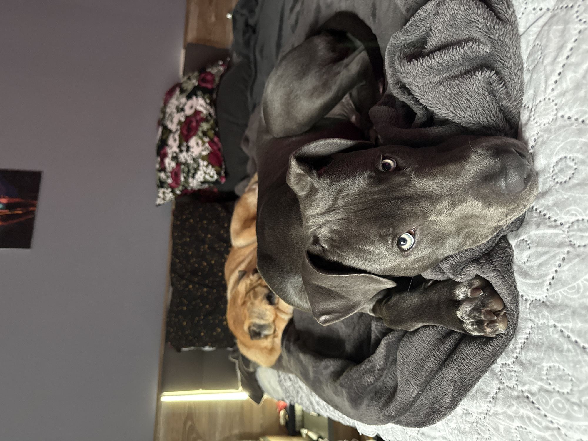 A blue-grey dog is curled up on a bed covered with a white and gray patterned blanket and a gray blanket. The dog is looking directly at the camera. A tan dog is curled up nearby. A floral patterned fabric is in the background. The location cannot be determined from the image.