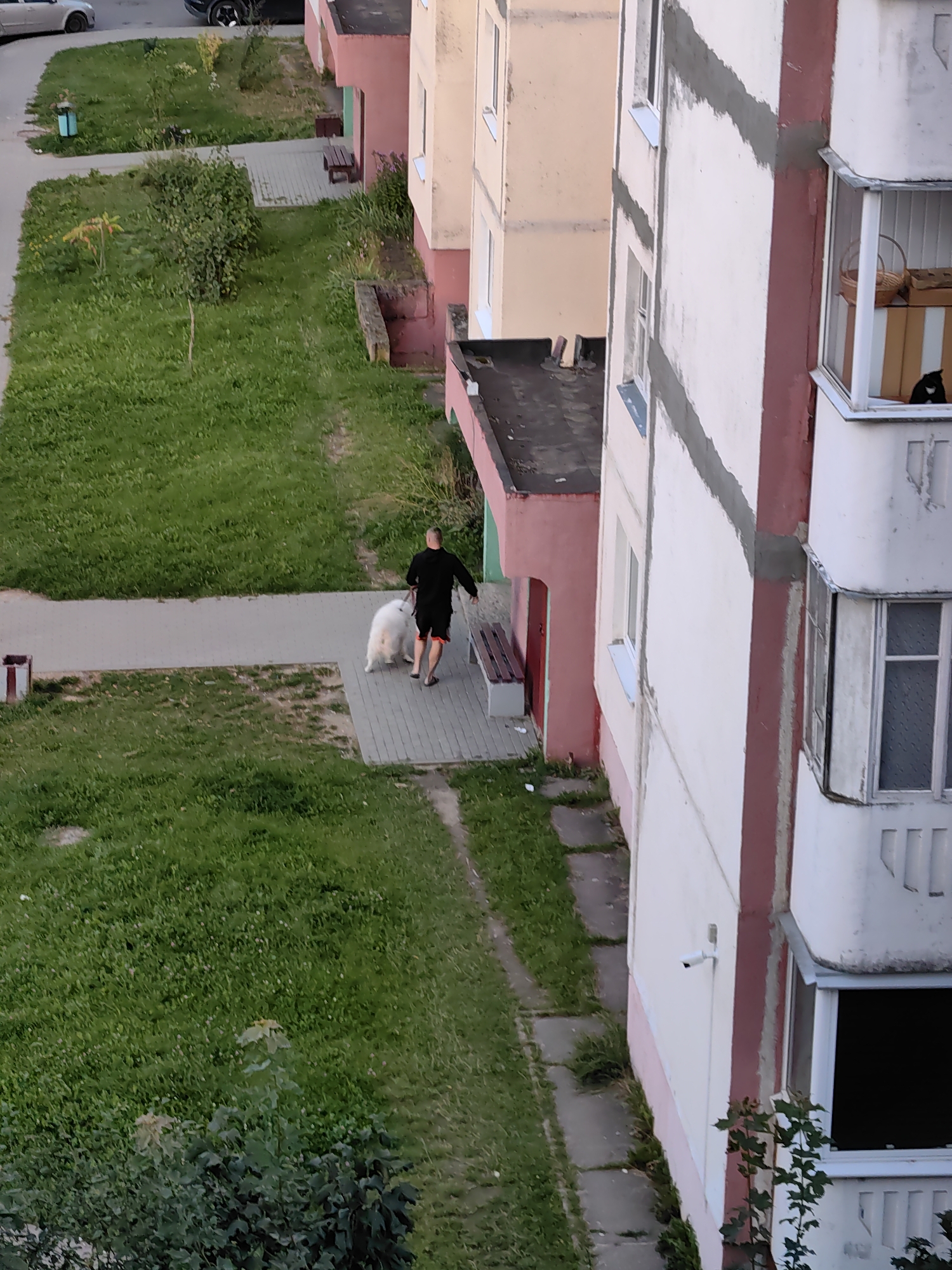 An overhead medium shot captures a man walking a large white dog on a paved path next to a grassy area. The man is wearing a black shirt and orange-striped shorts, and the dog is on a leash. The scene is located in the city of Fanipal, Belarus, as evidenced by the residential buildings and landscaping visible in the background. To the right of the path, a building with a pink and white facade features multiple balconies, one of which has a black cat looking out. A small security camera is mounted on the building wall. To the left of the path, a light-colored car is parked on a street, and a blue trash receptacle is visible. The ground is predominantly covered in green grass, with scattered patches of clover. The lighting suggests it is late afternoon or early evening, with soft shadows cast by the buildings.