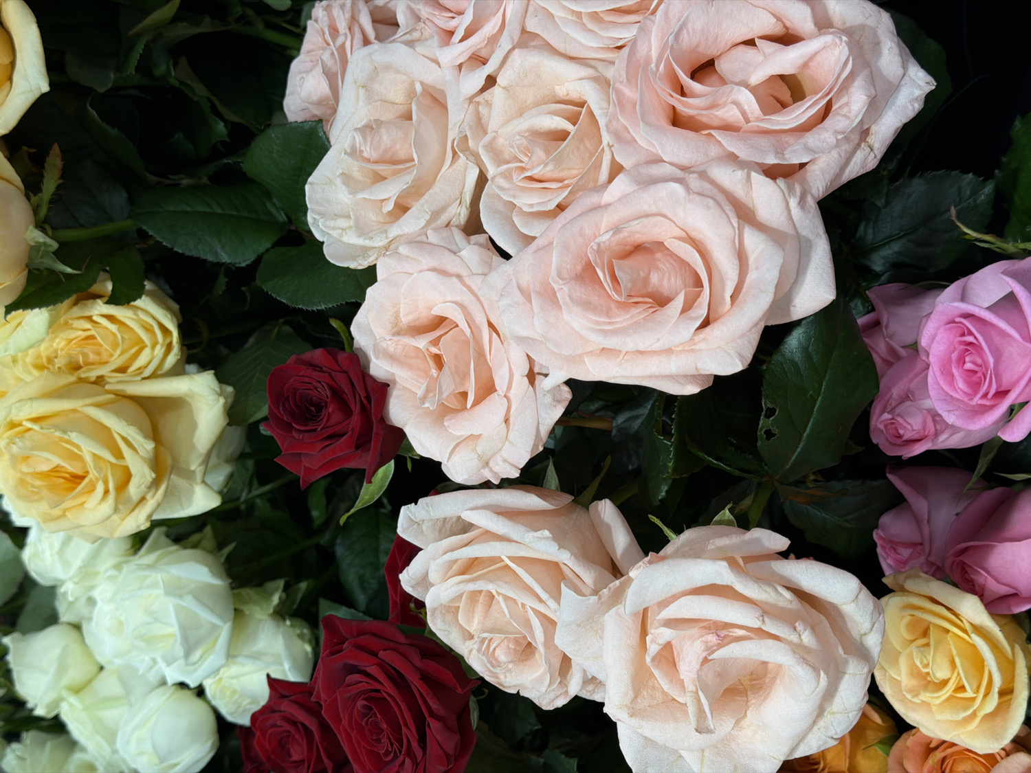 This image presents a vibrant and dense close-up of a diverse collection of rose blossoms, likely forming part of a large bouquet or a well-populated garden bed. The frame is filled almost entirely with the flowers and their accompanying green foliage.
The primary subjects are roses of several distinct colors. A prominent cluster of light pink or peachy-hued roses occupies the upper and right portions of the image, displaying their soft, layered petals. To the left and bottom-left, numerous bright yellow roses are visible, some fully open and others more tightly budded. Interspersed within the yellow roses, particularly towards the lower-left, are several pristine white roses, providing a clean contrast. A few deep, dark red roses appear in the mid-left and lower-middle sections, adding a rich, dramatic accent. Along the far right edge of the frame, a cluster of brighter, more saturated pink roses can be seen, some still partially closed.
The roses are set against a backdrop of dark green leaves, which are interspersed throughout the arrangement, providing a natural texture and depth to the composition. The lighting appears soft and diffused, highlighting the delicate structures of the petals without casting harsh shadows. No specific activity or event is taking place; it is a static capture of the floral arrangement. There are no people, objects, or visible text in the image. The scene is located in Penza, Russia.