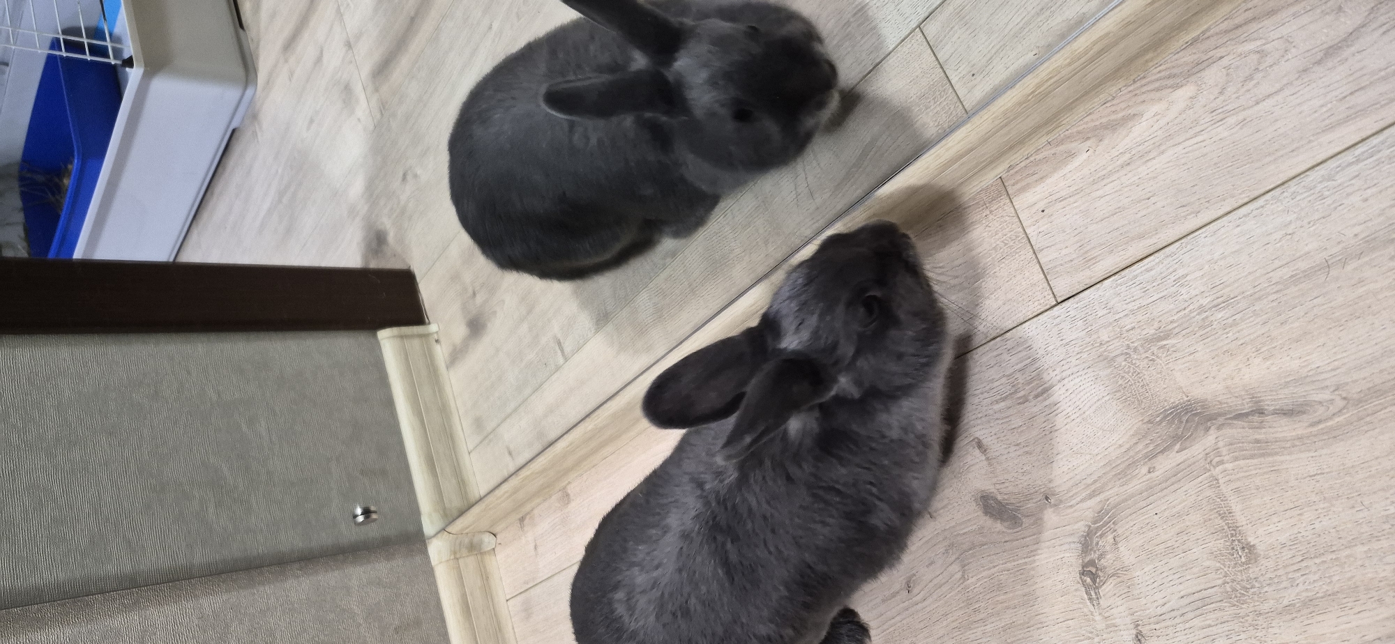 Two dark gray rabbits are positioned on a light-colored laminate wood floor. One rabbit is in the foreground, facing to the right, with its head down as if sniffing the floor. Its body is elongated, and its ears are perked up. A mirror is placed along the wall behind the rabbit, reflecting the floor and the second rabbit. The second rabbit is a reflection in the mirror, also facing to the right and appearing to be sniffing the floor. The background shows a light gray textured wall with a white baseboard. To the right and further back, a blue plastic litter box with hay is visible within a white cage structure. The overall environment suggests an indoor setting, likely a room in a dwelling, with no specific indicators to Ussurijsk, Russia.