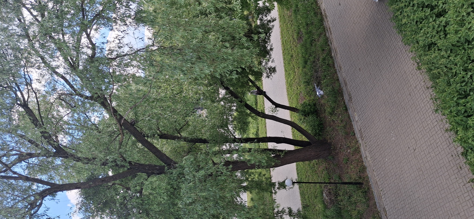 The image shows a view of a sidewalk and tree in Chaikovsky, Russia. The sidewalk is made of brick and bordered by grass and greenery on one side. A large tree with green foliage overhangs the sidewalk. A lamp post stands beside the sidewalk. Two pigeons are visible, one on a branch and one on the grass. The sky is visible through the branches of the tree.