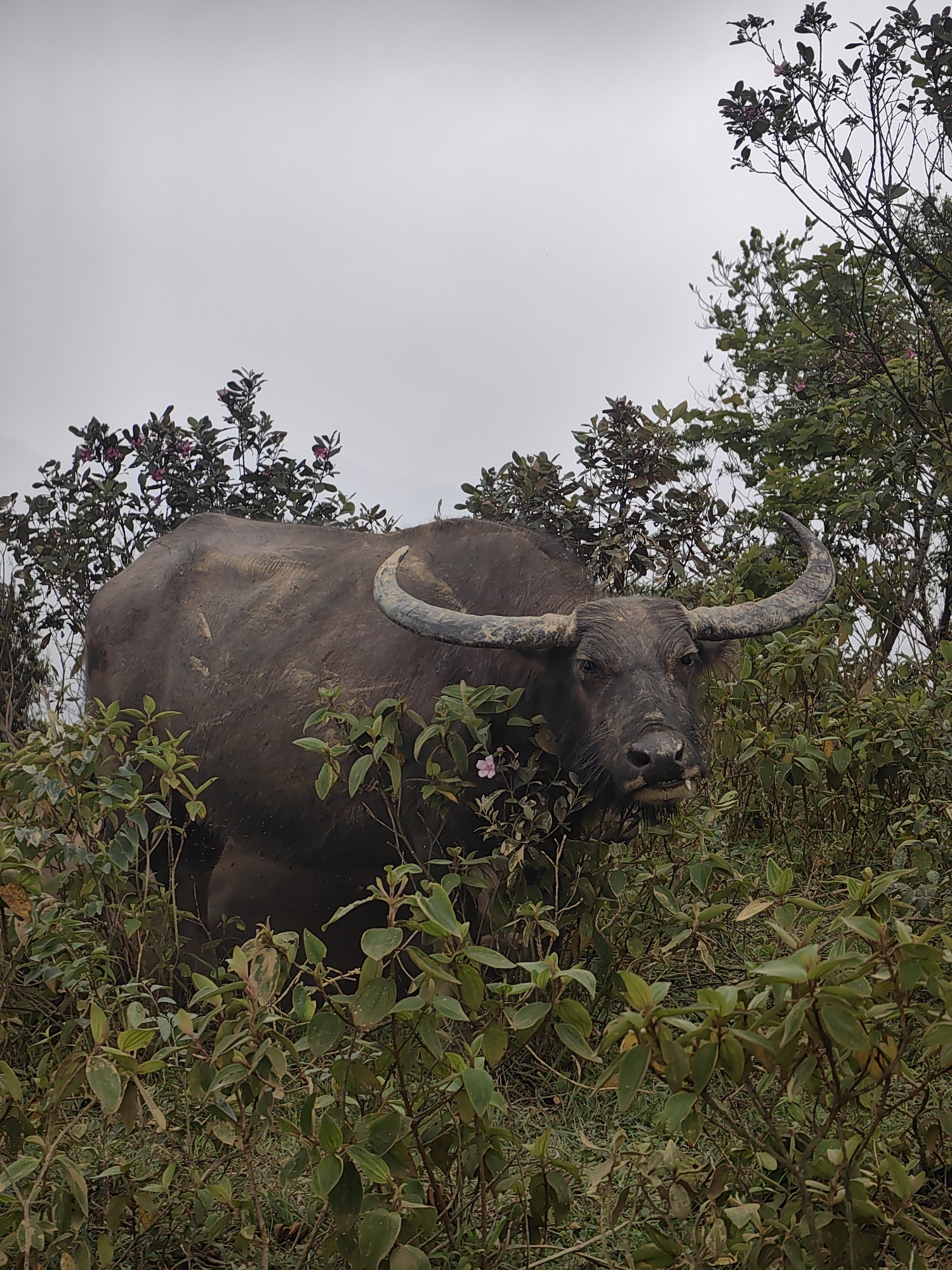 A large, dark water buffalo stands partially obscured by dense green foliage under an overcast, light gray sky. The buffalo, likely in Thong Nhat Commune, Vietnam, faces the viewer, its rugged face and powerful, curved horns prominent. Its hide appears dark and textured, possibly with dried mud or dirt, suggesting a natural habitat. The surrounding vegetation includes various bushes and trees with green leaves and scattered small pink and purplish blossoms; one pink flower is visible near the buffalo's head. The cloudy daylight indicates a calm, natural setting during the day. The buffalo's direct gaze conveys a watchful and imposing presence. No text is visible in the image.