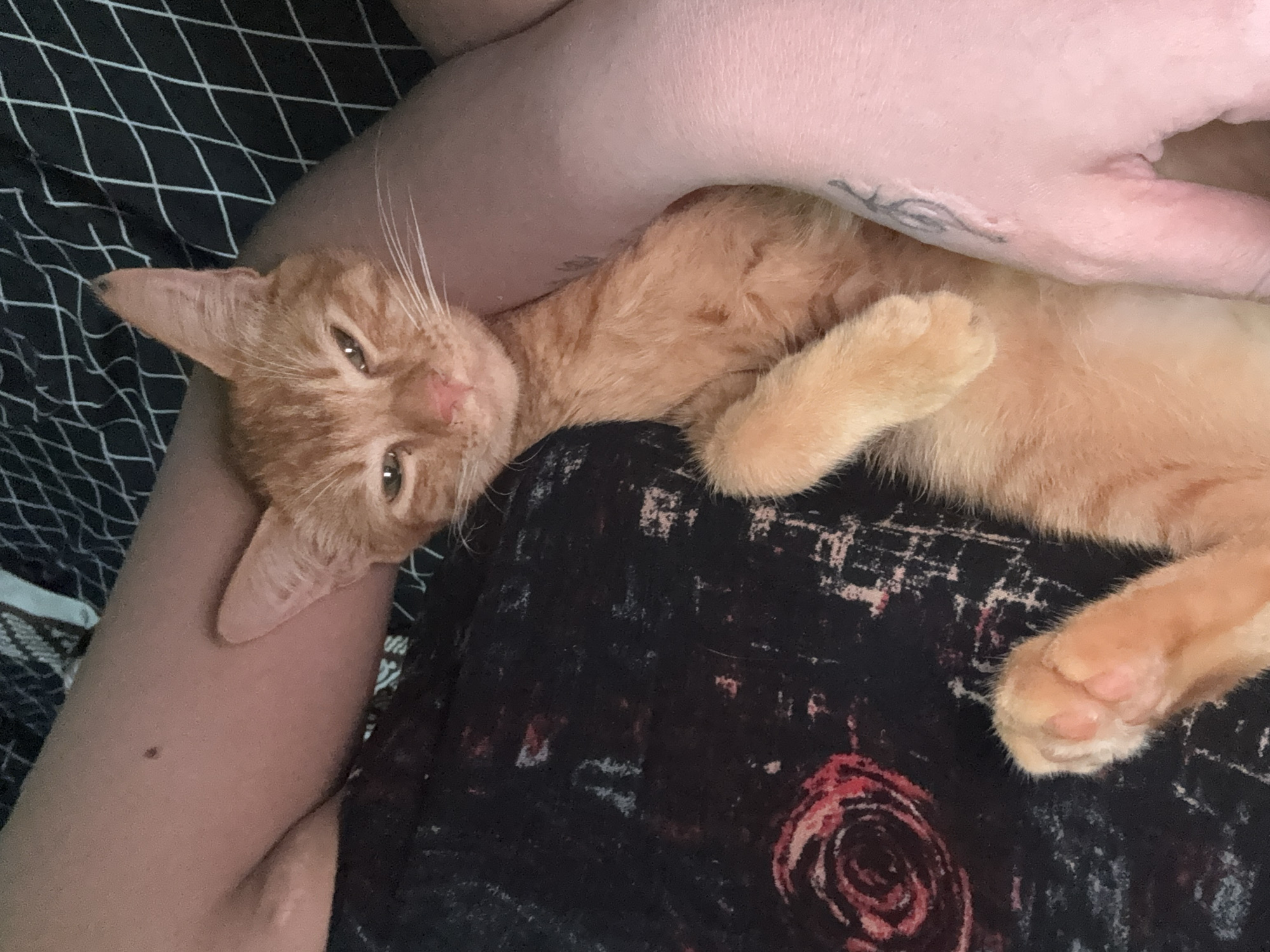 An orange tabby cat is lying in a person's arms and lap. The person is wearing a dark-colored patterned shirt. The background includes a black and white geometric patterned material. The location is unknown.