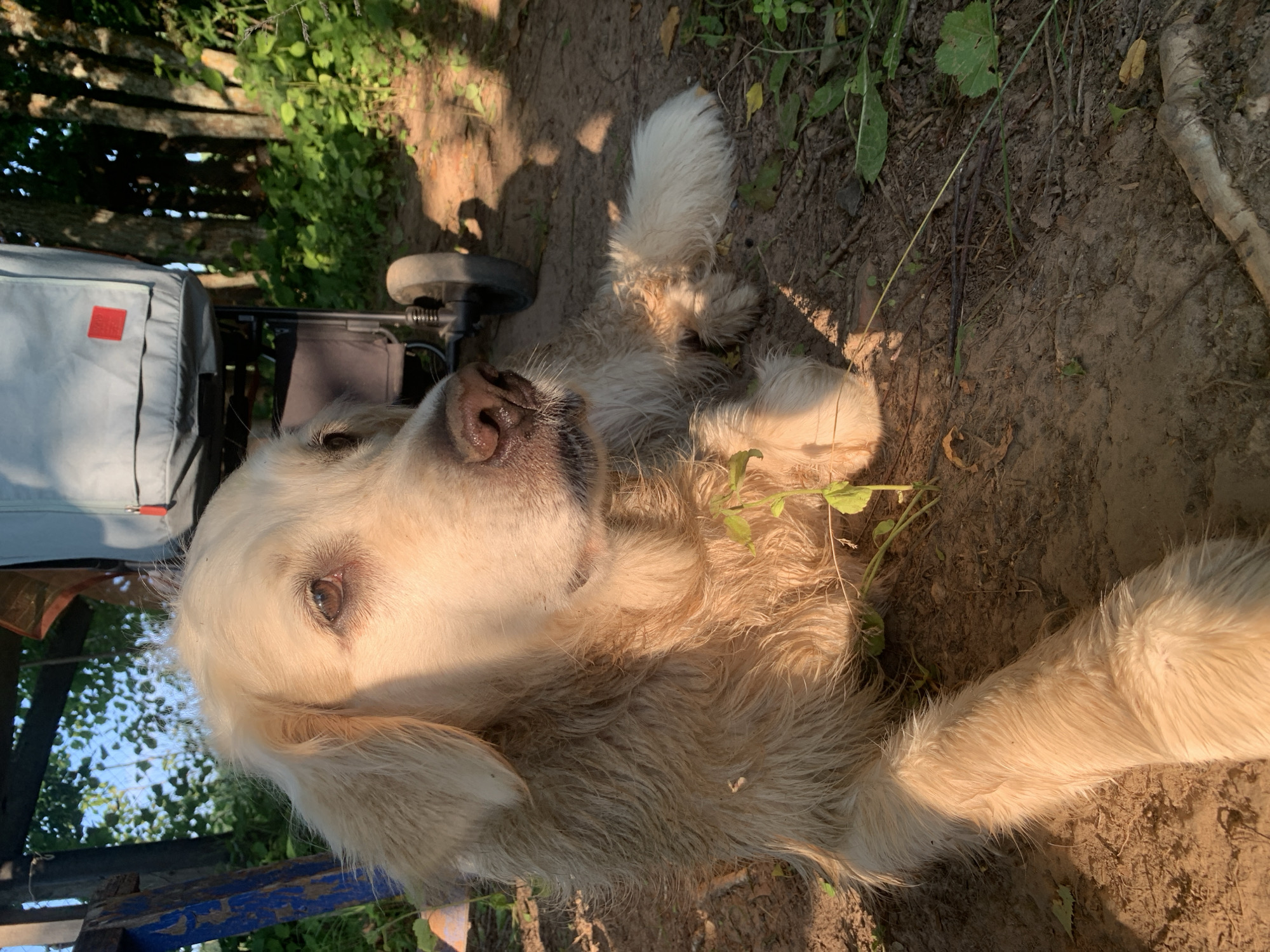 A golden retriever lies on the dirt ground in an outdoor setting. The dog's fur is a light cream color and appears slightly wet or dirty. Its head is turned to the right, with its eyes looking off into the distance. The dog is lying down, with its front paws extended forward. In the background, there is a stroller with a light blue bag attached to it. Trees and greenery are visible behind the stroller, suggesting a natural or park-like environment. The lighting indicates it may be late afternoon or early evening, with warm sunlight casting shadows. The location is identified as Zasechnyi, Russia.