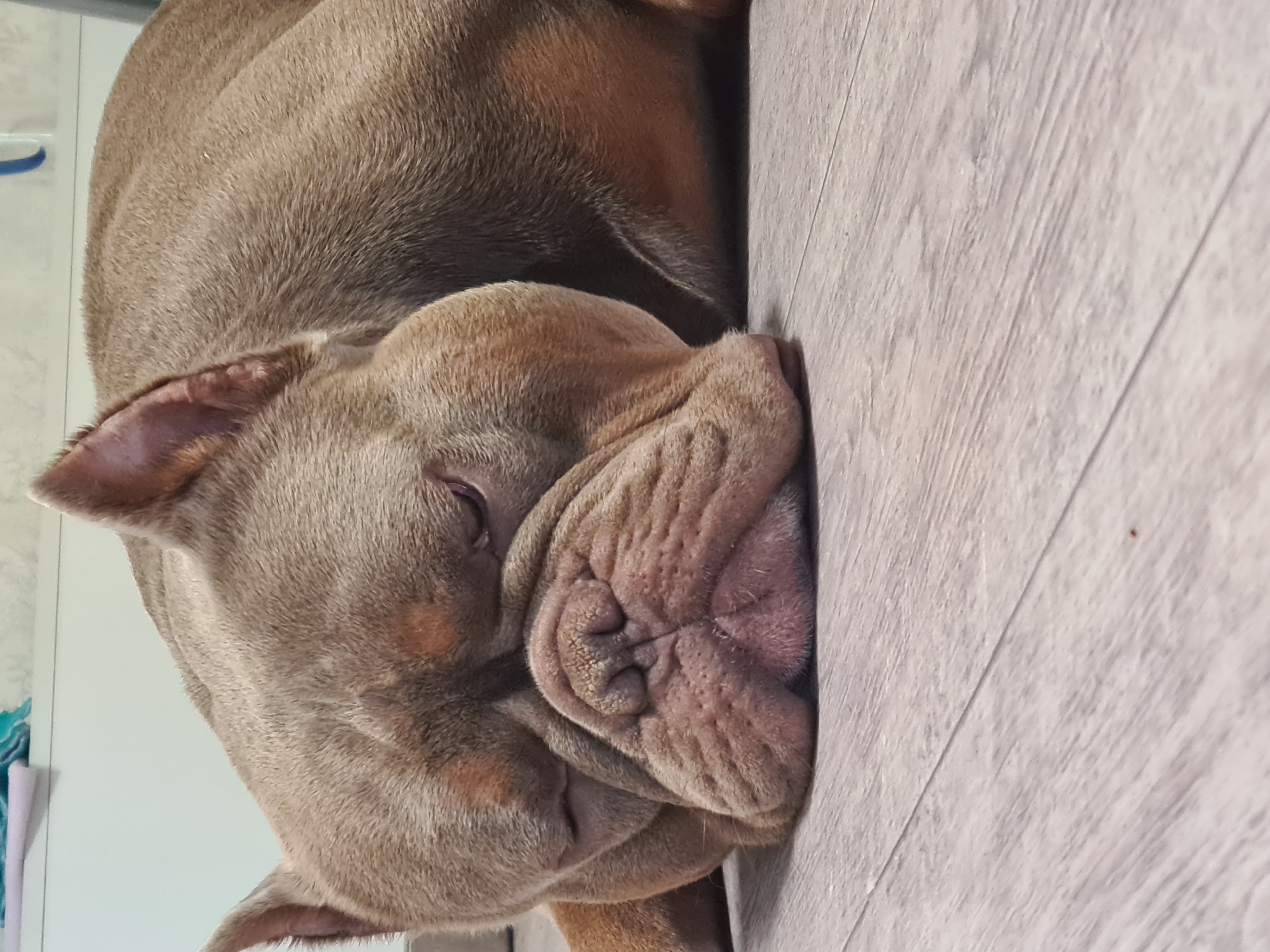 A fawn-colored dog is sleeping on a light brown wooden floor. The dog is lying on its side with its head resting on the floor, its eyes closed. The dog's face is wrinkled and its snout is prominent. The dog's ears are perked slightly. The background is blurred, but appears to be an indoor setting with a white wall and some shelving.
