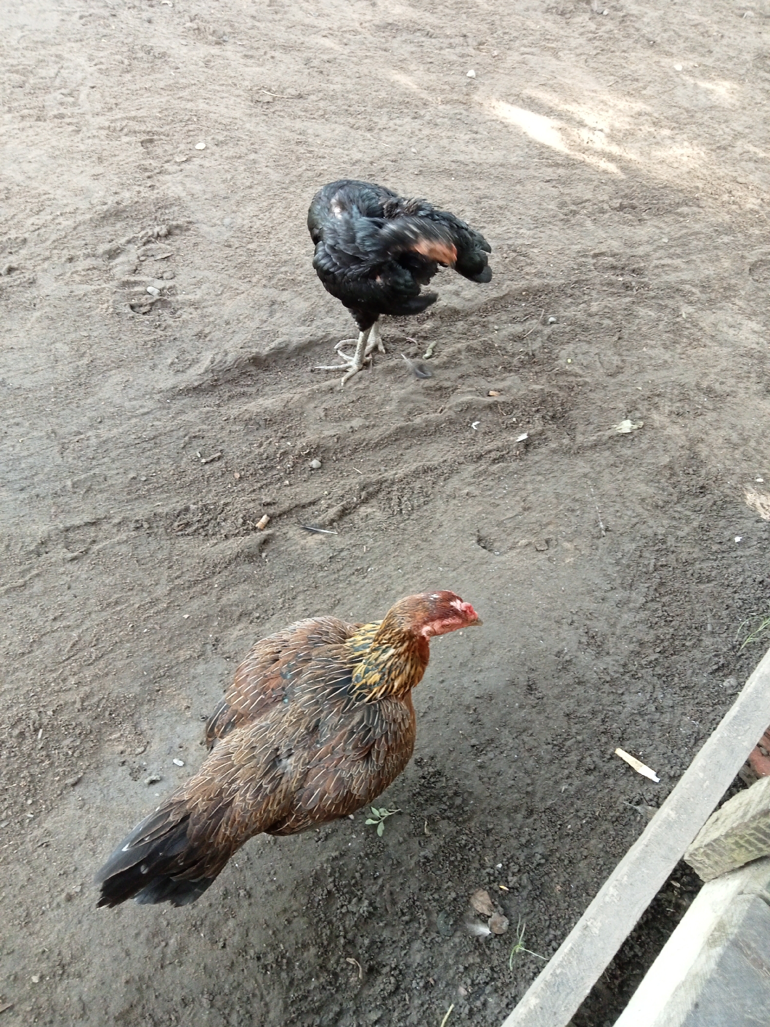 Two chickens are standing on a patch of dirt. One chicken is black and facing away from the camera. The other chicken is brown and speckled with yellow and white, and it is facing the camera. The ground is uneven and appears to be a mixture of soil and small stones. There are a few small pieces of debris scattered on the ground, including a feather and what appears to be a piece of wood. The lighting suggests it is daytime, possibly late afternoon, with shadows cast from an unseen light source. The scene is outdoors, likely in a rural or semi-rural setting given the natural ground cover and the presence of chickens. The location is identified as Matangsijuek Timur, Indonesia.