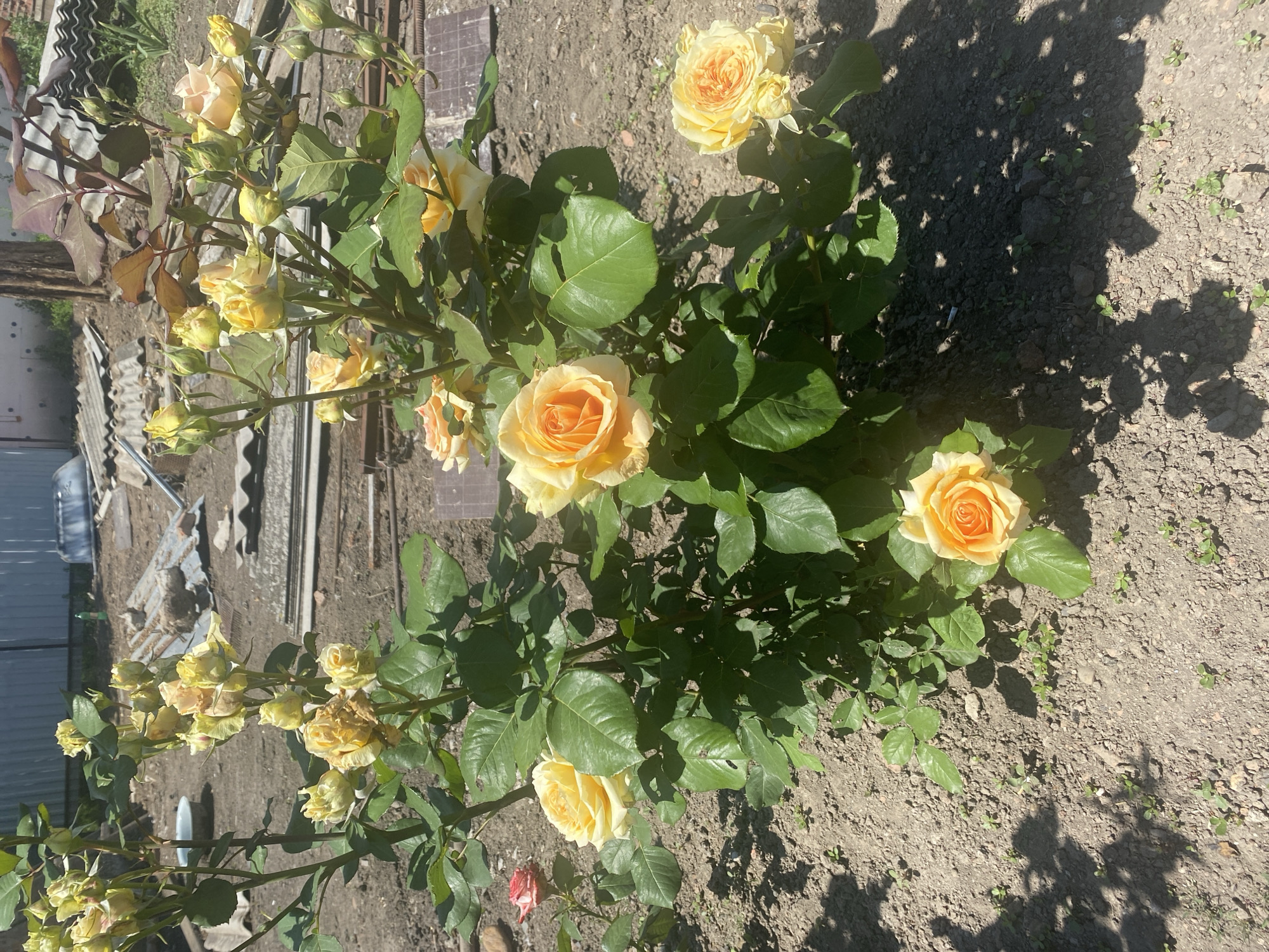 The image depicts a rose bush situated in a dry, unkempt garden or yard in Kisliakovskaya, Russia, under direct sunlight. The central subject is a rose bush, approximately 1.5 meters tall, adorned with numerous yellow and orange-yellow roses and buds in various stages of development. Some upper-left blooms appear withered or past their prime. The foliage is predominantly healthy green, with some younger leaves exhibiting a reddish-brown hue. To the left, a solitary red rose bush is partially visible. The ground consists of dry, light brown soil with small clumps of dirt and scattered young weeds. Shadows, primarily from the rose bush, are cast on the ground. The background reveals an outdoor storage area or undeveloped plot, characterized by discarded building materials, including multiple sheets of corrugated metal or asbestos cement, pieces of wood, and debris. A light-colored basin is present on the ground in the mid-left background. A dark tree trunk or post is visible on the right, and a light grey corrugated fence or wall runs along the far left background. No individuals or animals are present in the scene.