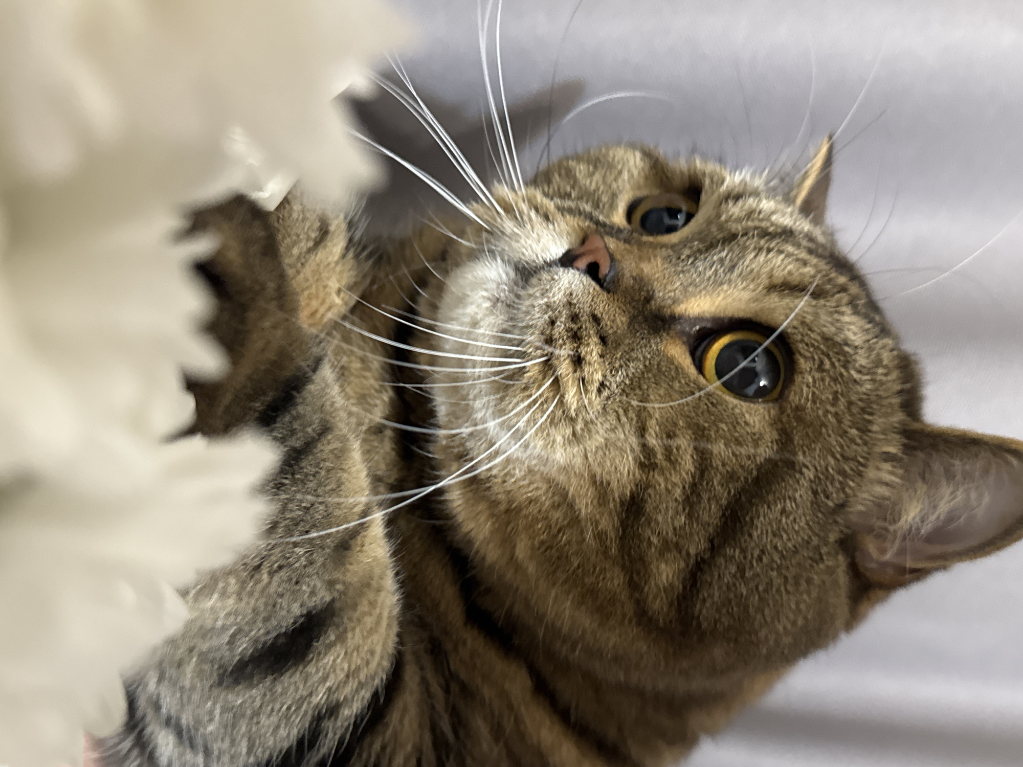 This is a close-up, low-angle shot of a tabby cat lying on its back, its body angled upwards towards the camera. The cat is a mix of brown and black stripes, with bright yellow eyes and a pink nose. Its whiskers are long and white, fanned out around its face. The cat appears to be looking up at something just out of frame, its expression curious. In the foreground, to the left, is a blurry mass of white, fluffy material, possibly a flower or a soft blanket. The background is a plain, light gray surface, likely a wall or a sheet. The lighting is soft and diffused, suggesting an indoor setting, possibly during the daytime. There is no visible text in the image. The cat's pose and the blurred foreground element create a playful and intimate portrait.