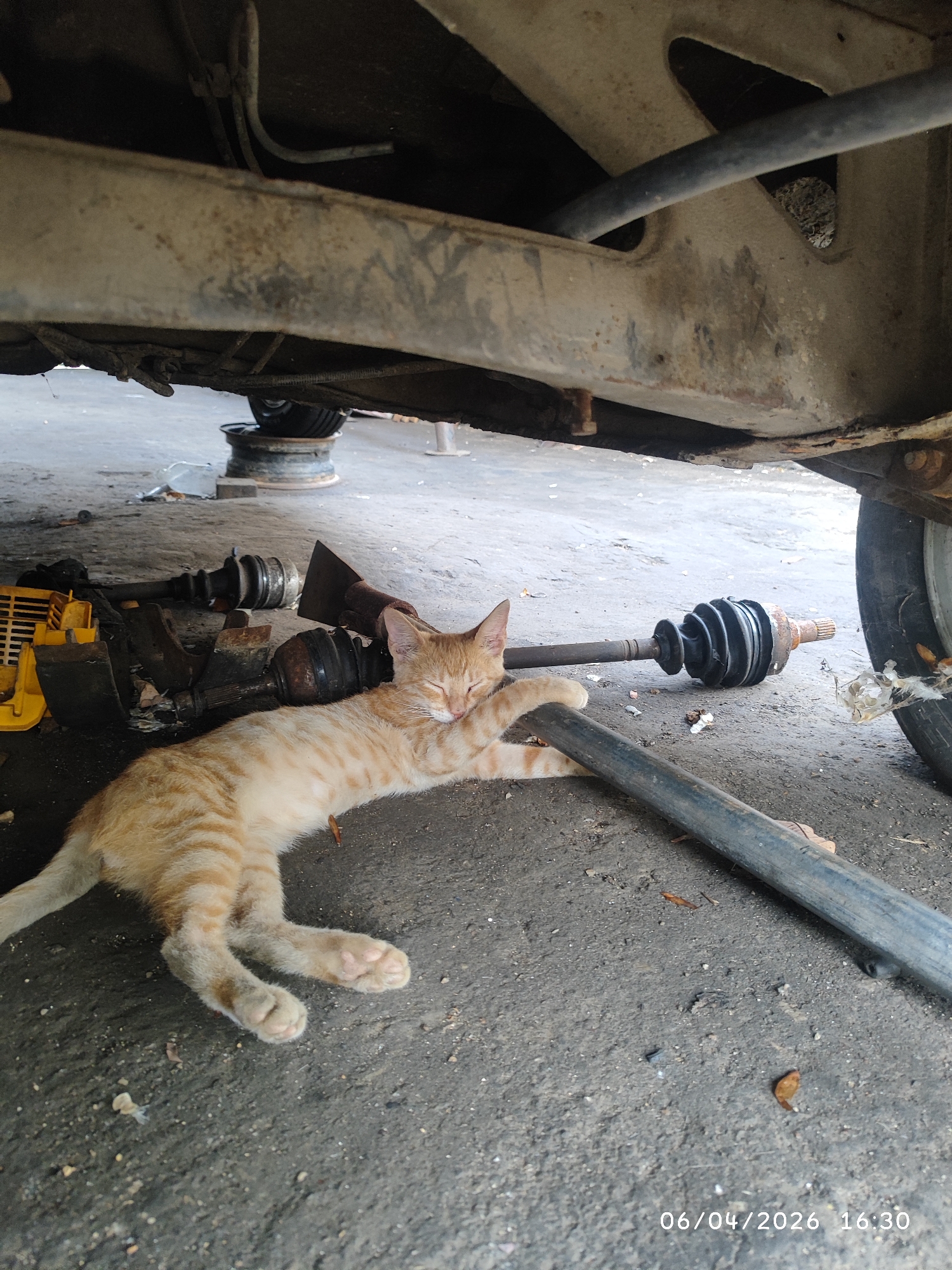 A light orange tabby cat is sleeping on a concrete floor in an auto mechanic setting. The cat is lying beneath a vehicle's chassis, with auto parts scattered around it, including a yellow tool, drive shafts, and a black metal bar the cat is resting its paw on. The environment suggests a garage or outdoor repair area, with a vehicle wheel visible in the background. The image includes a timestamp in the lower right corner: "06/04/2026 16:30".
