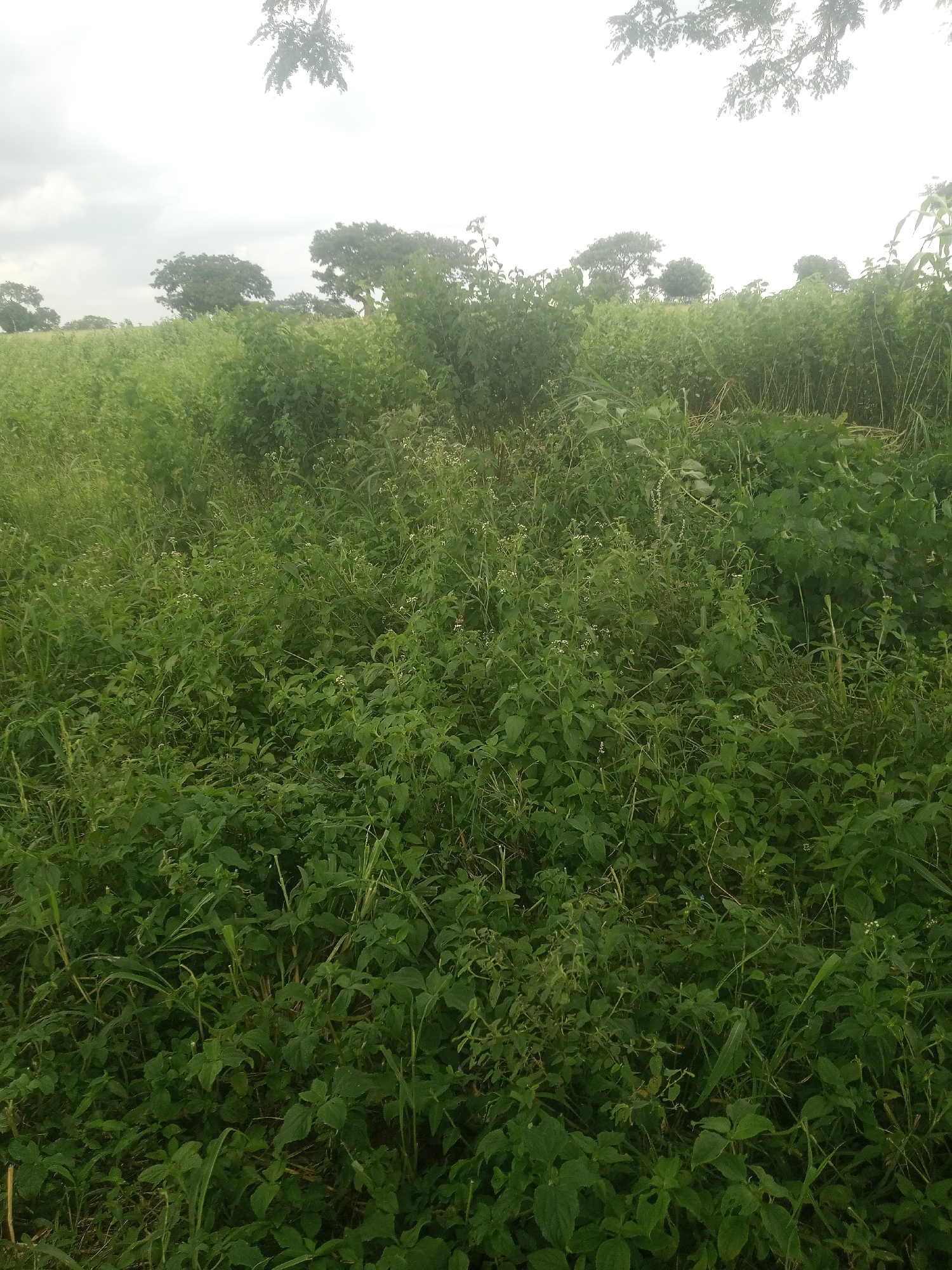 The image depicts a dense field of green vegetation, characterized by tall grasses and leafy plants, with a few scattered trees visible in the background under an overcast sky. The scene appears to be an undeveloped or natural area, with no visible signs of human activity, structures, or manufactured objects. The overall impression is of an overgrown rural or semi-rural landscape. The specific location in Laima, Nigeria, is not evident from the visual information within the image itself.
