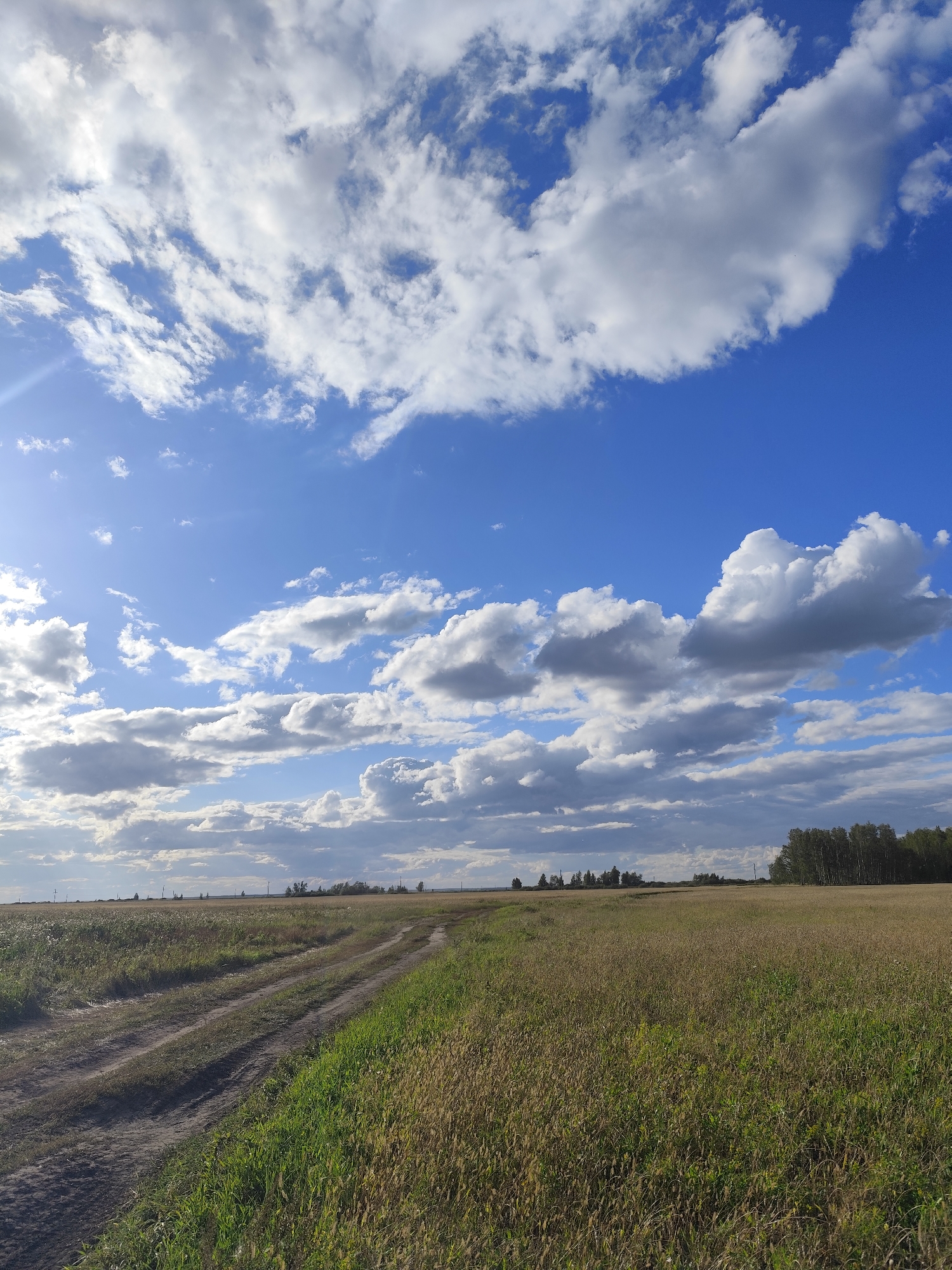 This is a vertical, eye-level shot of a rural landscape under a dynamic sky. The foreground is dominated by a dirt track with tire treads, curving from the lower left of the frame towards the center and disappearing into a field. To the right of the track, tall, dry grasses and green weeds create a textured foreground.
The middle ground features a vast, flat field of dry grass, appearing golden brown, stretching towards the horizon. Scattered across this field, and further in the distance, are sparse clusters of trees. A line of denser trees forms a dark green band along the far right horizon. Several utility poles are visible in the distance.
The sky occupies the upper two-thirds of the image and is a vibrant blue, populated by a dramatic array of white and gray clouds. Some clouds are wispy and scattered, while others are large and cumulus-like, casting shadows on the landscape below. The sun appears to be to the left, creating a bright, slightly hazy area and a subtle sun flare.
The scene depicts a natural, open environment, likely agricultural or pasture land, with a clear, expansive sky. The image evokes a sense of open space and a partly cloudy day. The location is identified as Berezov Rural District, Kazakhstan.