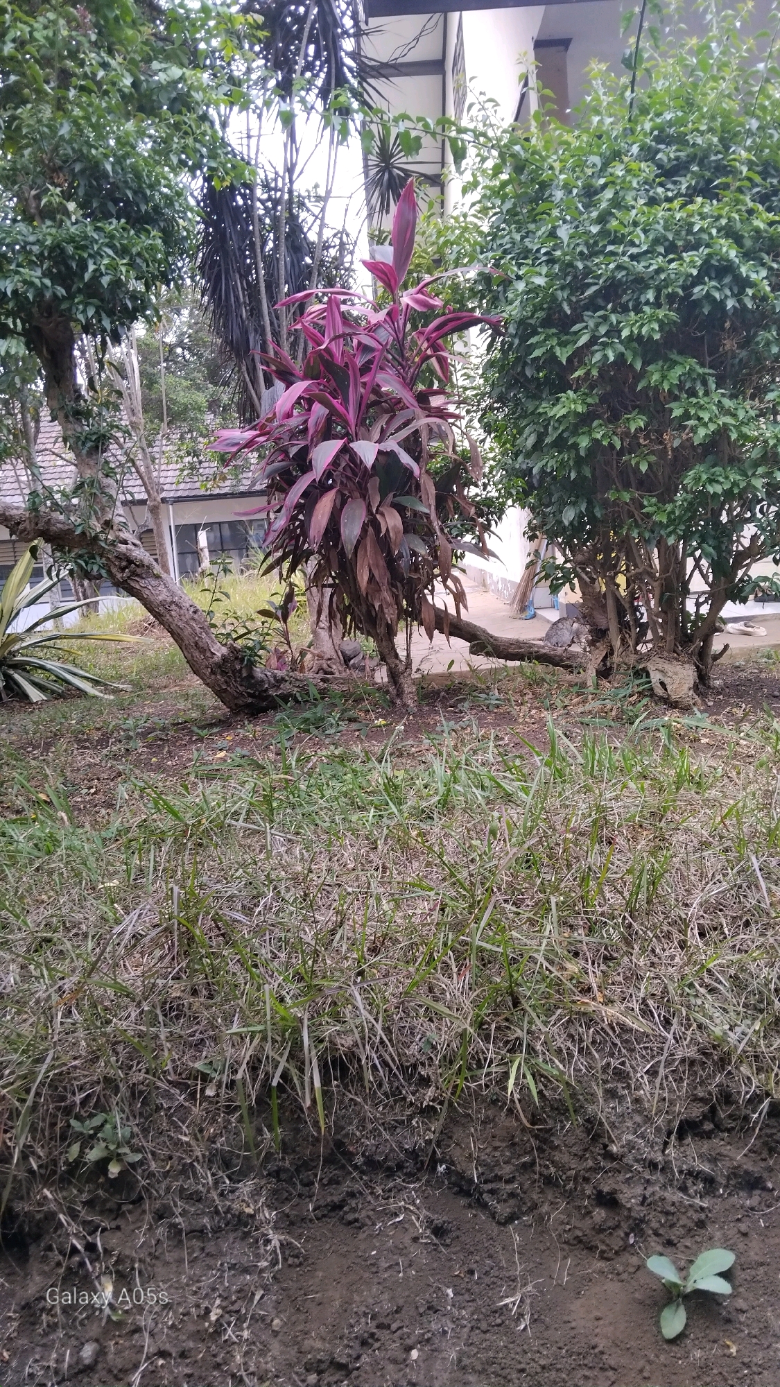 The image depicts an outdoor scene in Sumedang, Indonesia, likely a garden or courtyard area adjacent to a building. The foreground is dominated by dry, sparse grass and dark soil. In the mid-ground, several plants are visible: a prominent red-leafed Cordyline plant stands centrally, flanked by a large, bushy green tree on the right and a more spread-out tree with a distinctive curved trunk on the left. Behind these plants, a building with white walls and a dark roofline is partially visible, suggesting a residential or institutional setting. The background shows more greenery and the upper portions of trees. The lighting suggests it is daytime.