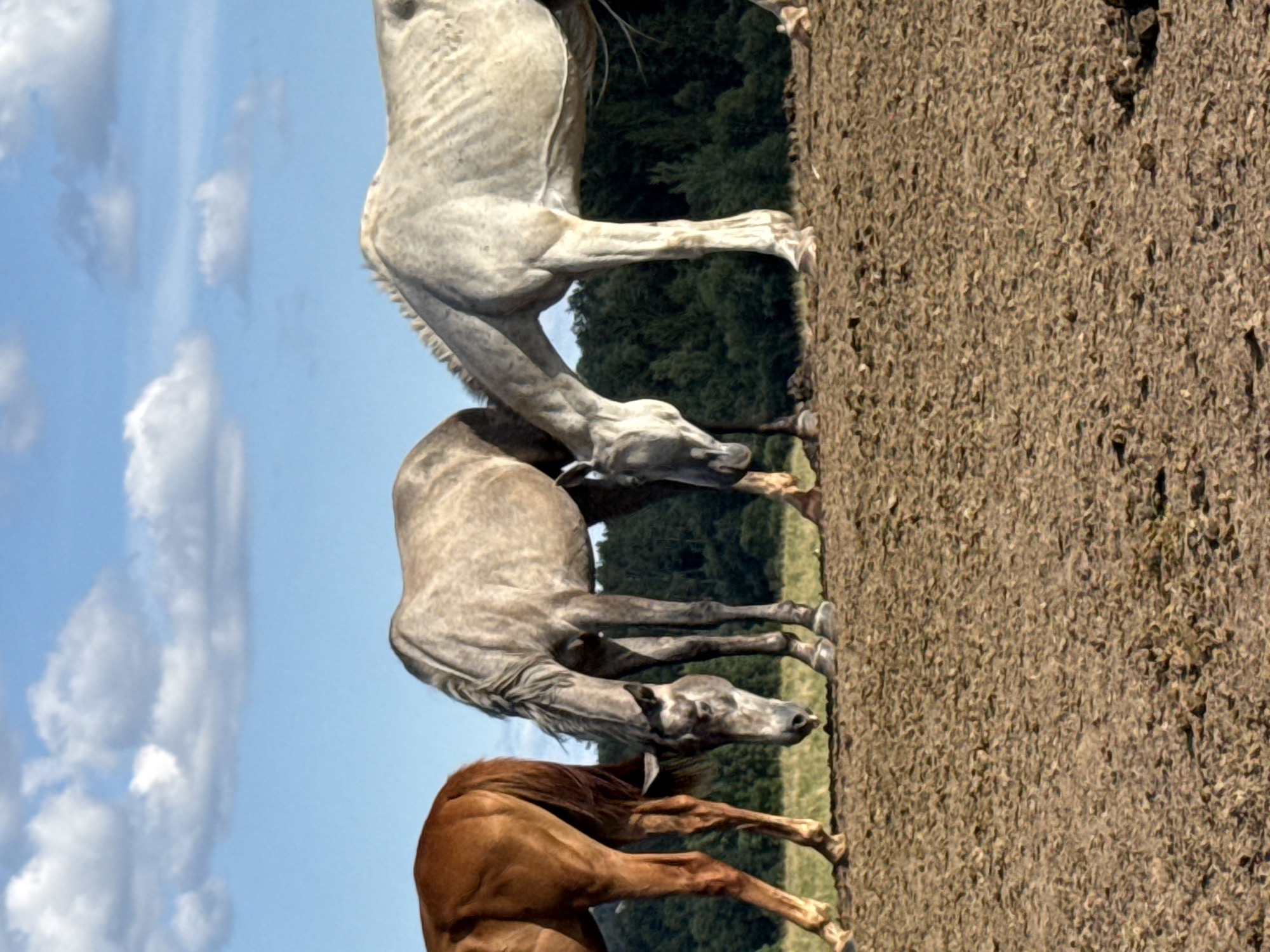 In Galinė, Lithuania, three horses are captured grazing in a dusty field under a bright blue sky dotted with white clouds. The horse on the left is a rich chestnut brown, its hindquarters and back legs visible as it dips its head to eat. Beside it, a dappled grey horse with a dark mane and tail is also grazing, its head low to the ground. To the right, a pale grey horse, appearing somewhat gaunt, stands with its head down, also engaged in feeding. Behind the horses, a dense line of dark green trees forms the background, with a sliver of green grass visible at the base of the trees. The ground in the foreground is a coarse, dry, brown earth, suggesting arid conditions.