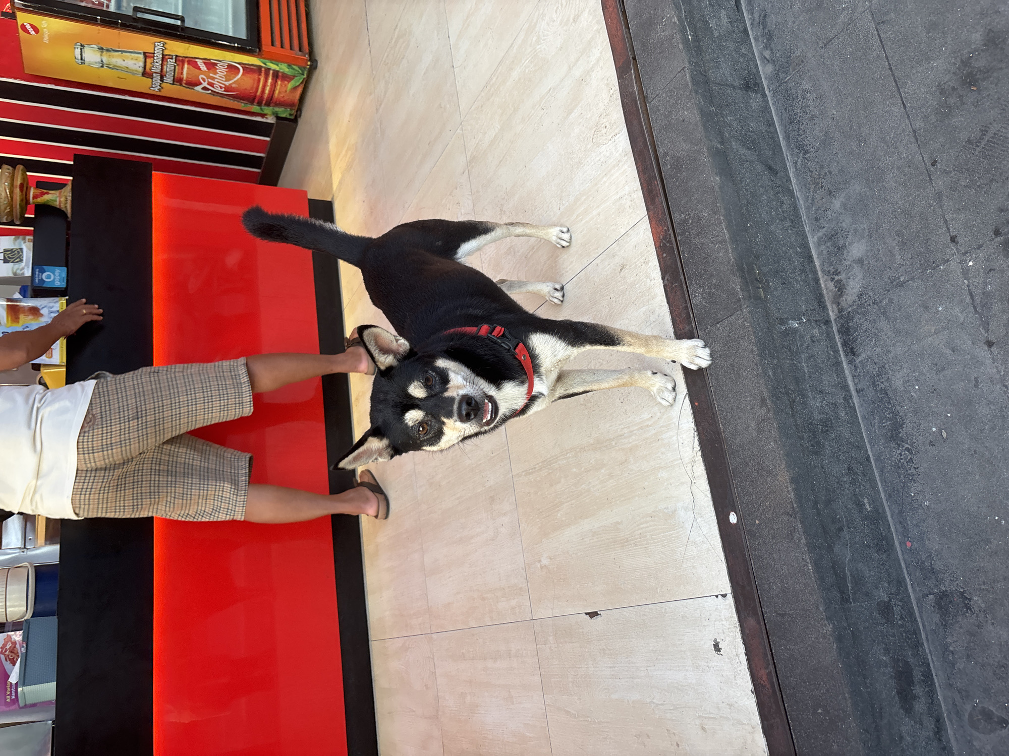 A medium, overhead shot shows a person petting a black and white dog wearing a red collar. The dog, positioned horizontally and centrally in the frame, is looking upward with its mouth slightly open. The person, dressed in a white shirt and plaid shorts, is touching the dog’s head. The scene occurs on a tiled floor next to a red and black counter, possibly in a business or shop. Beyond the tiled floor is a dark, concrete or asphalt surface, likely a street or walkway. A drinks refrigerator is visible in the background. The location is in the city of Kuta Selatan, Indonesia.