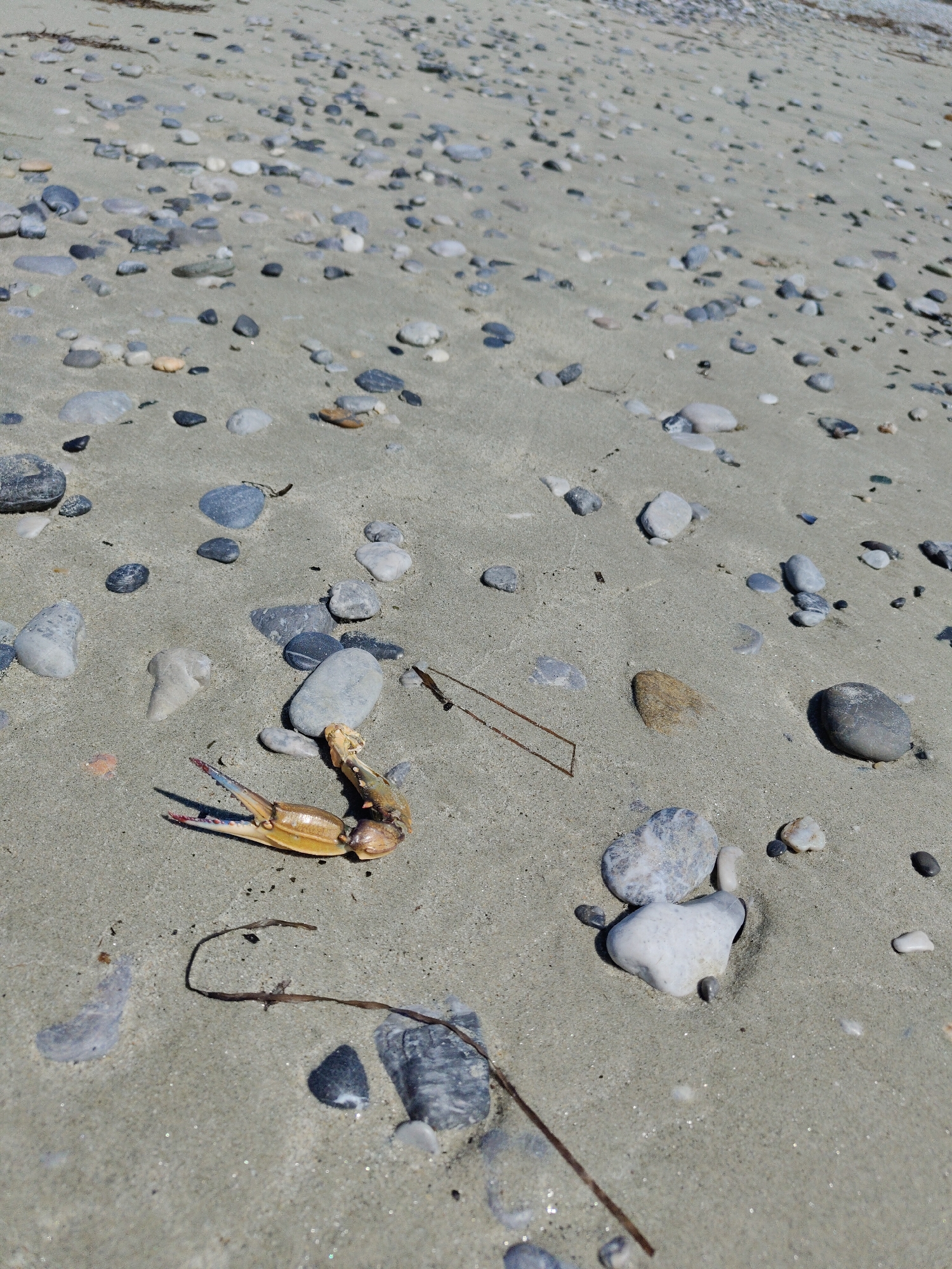 The image depicts a sandy beach with numerous pebbles and a single crab claw. The crab claw is yellow and orange with some blue accents on the pincers, and it is lying on the sand in the foreground. The beach is composed of fine sand interspersed with smooth, rounded pebbles of various sizes and colors, including gray, white, and some darker stones. In the background, the pebbles are more densely packed. The lighting suggests a bright, sunny day, casting shadows from the crab claw and some of the pebbles. There are no people visible in the image. The environment is a natural coastal setting.