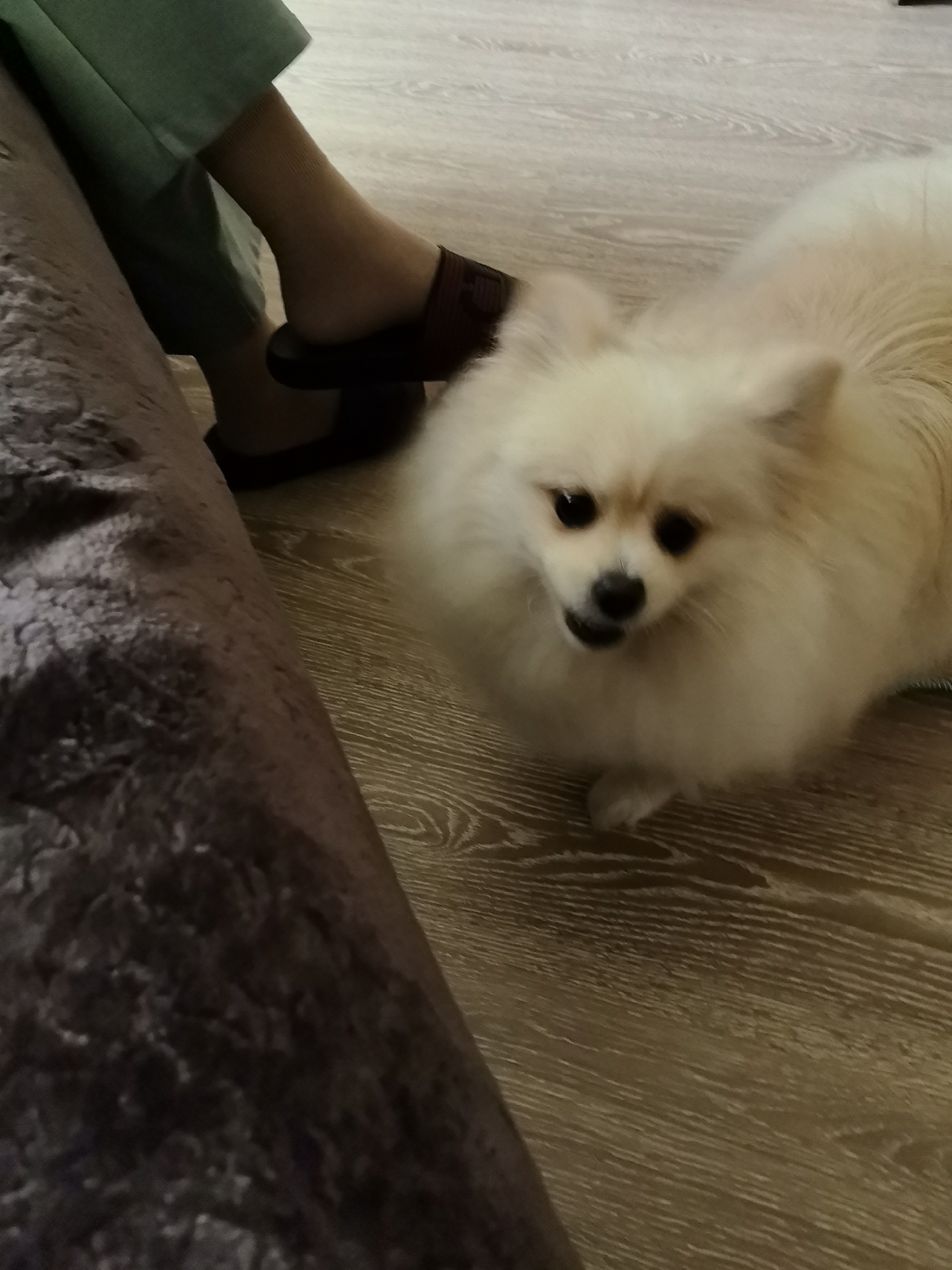 A small, fluffy, cream-colored Pomeranian dog is lying on a light brown wooden floor, looking directly at the camera with its mouth slightly open. To the left of the dog, a person's legs are visible, wearing green pants and dark slip-on shoes with tan socks. A dark, textured object, possibly a piece of furniture or a rug, occupies the left foreground of the image. The scene appears to be indoors, on a floor with a wood grain pattern. No specific location within Neftekamsk, Russia can be determined from the visual information provided.