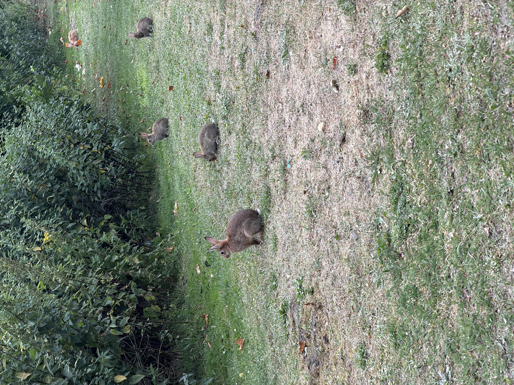 In a grassy area with scattered fallen leaves and a dense green hedge bordering the background, five rabbits are visible. One rabbit is in the foreground on the left, sitting and facing left. Further back, another rabbit is in the center, lying down. To its right, a third rabbit is also lying down. In the background, two more rabbits are visible on the right side of the image, one sitting and the other partially obscured by foliage. The scene appears to be an outdoor natural setting.